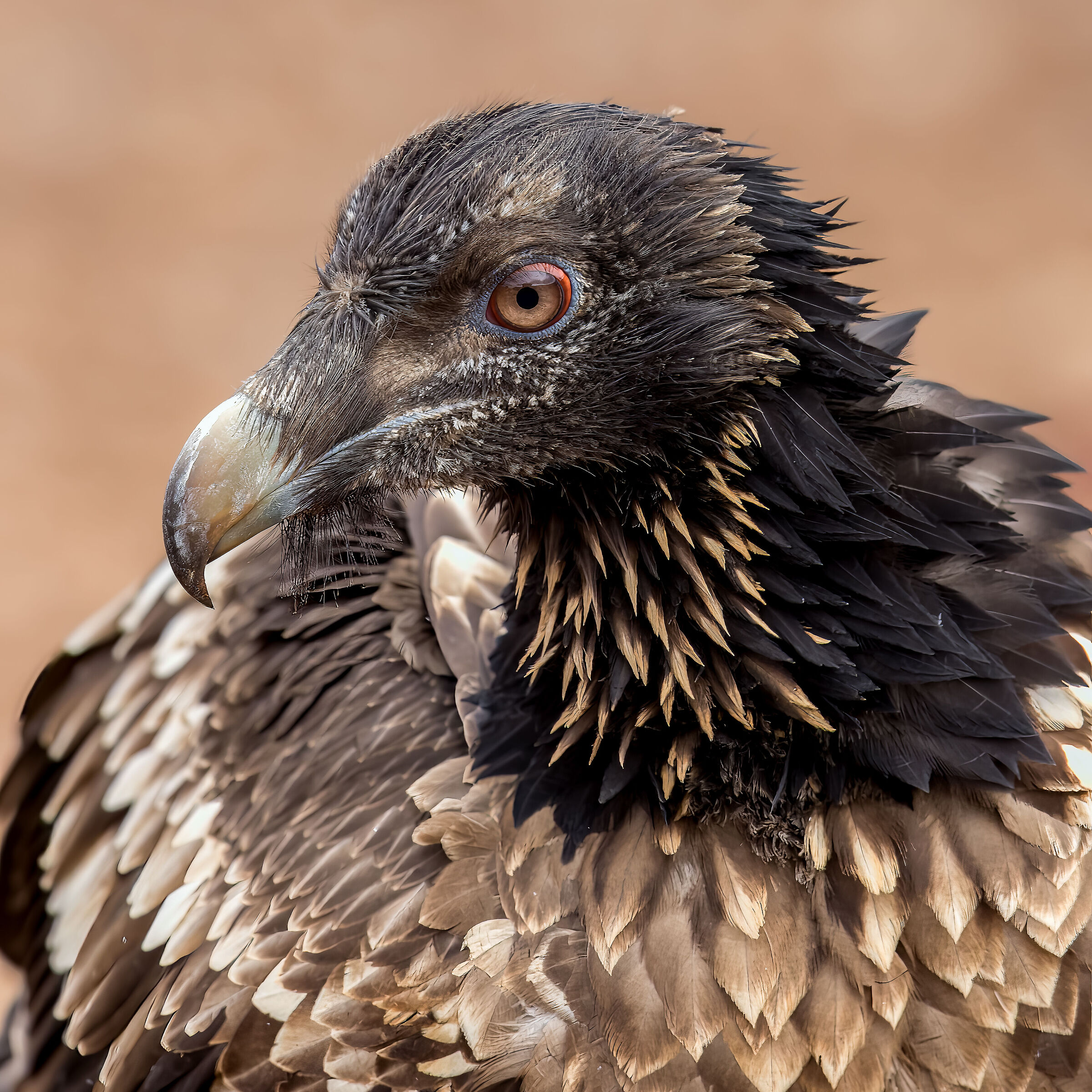 Juvenile Bearded Vulture