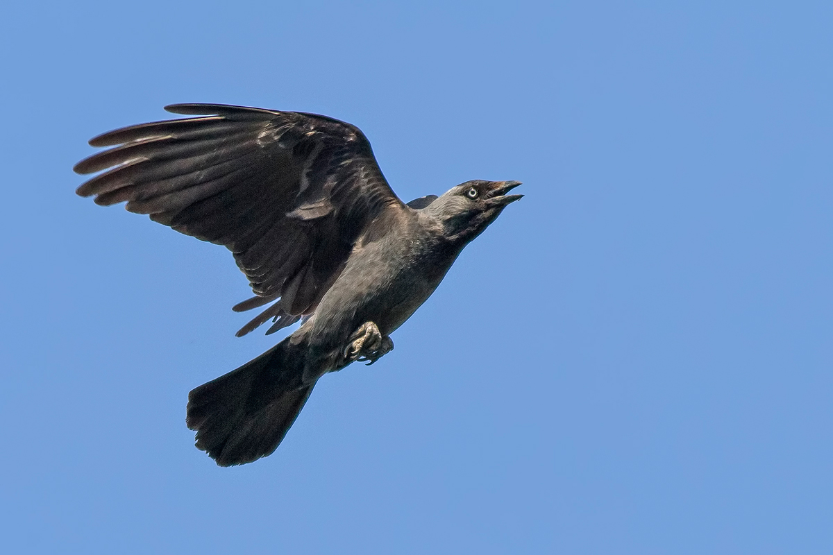 Jackdaw
