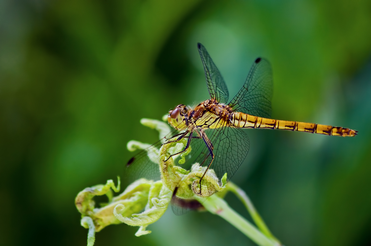 Libellula