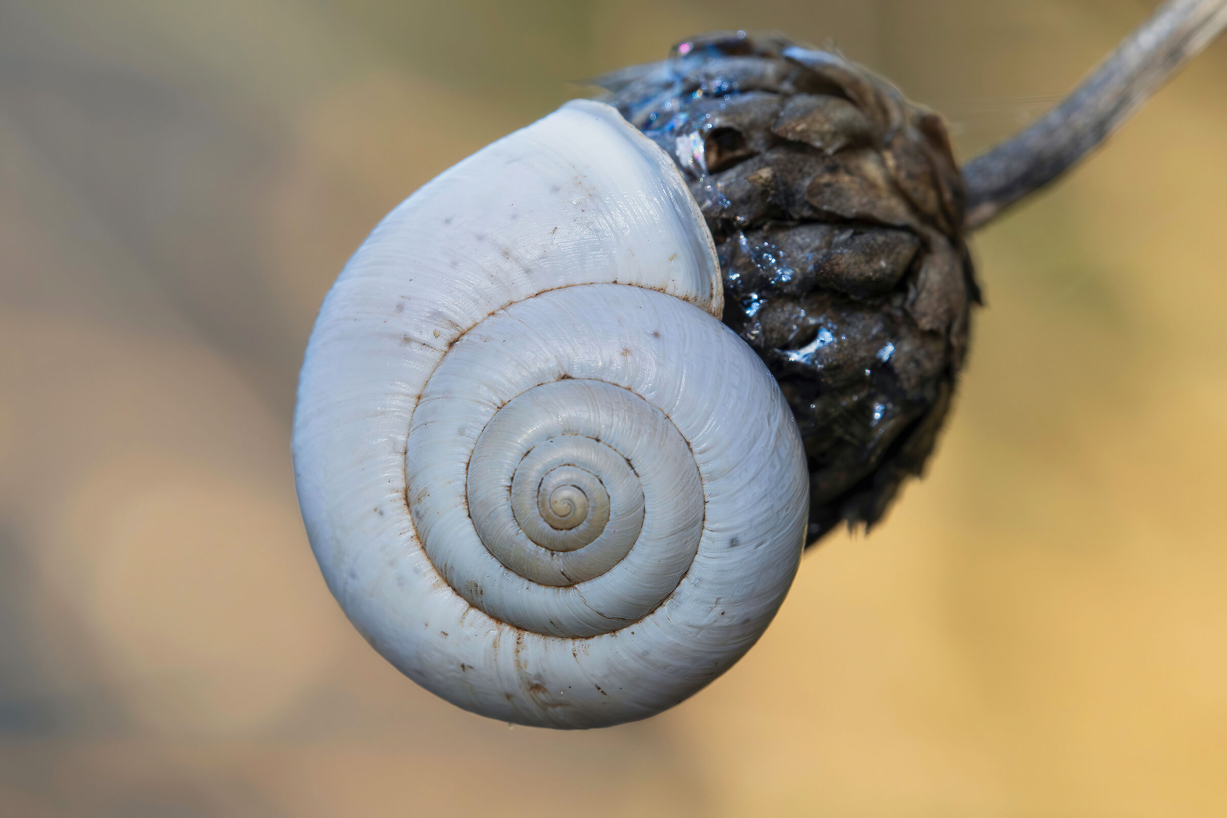 Snail