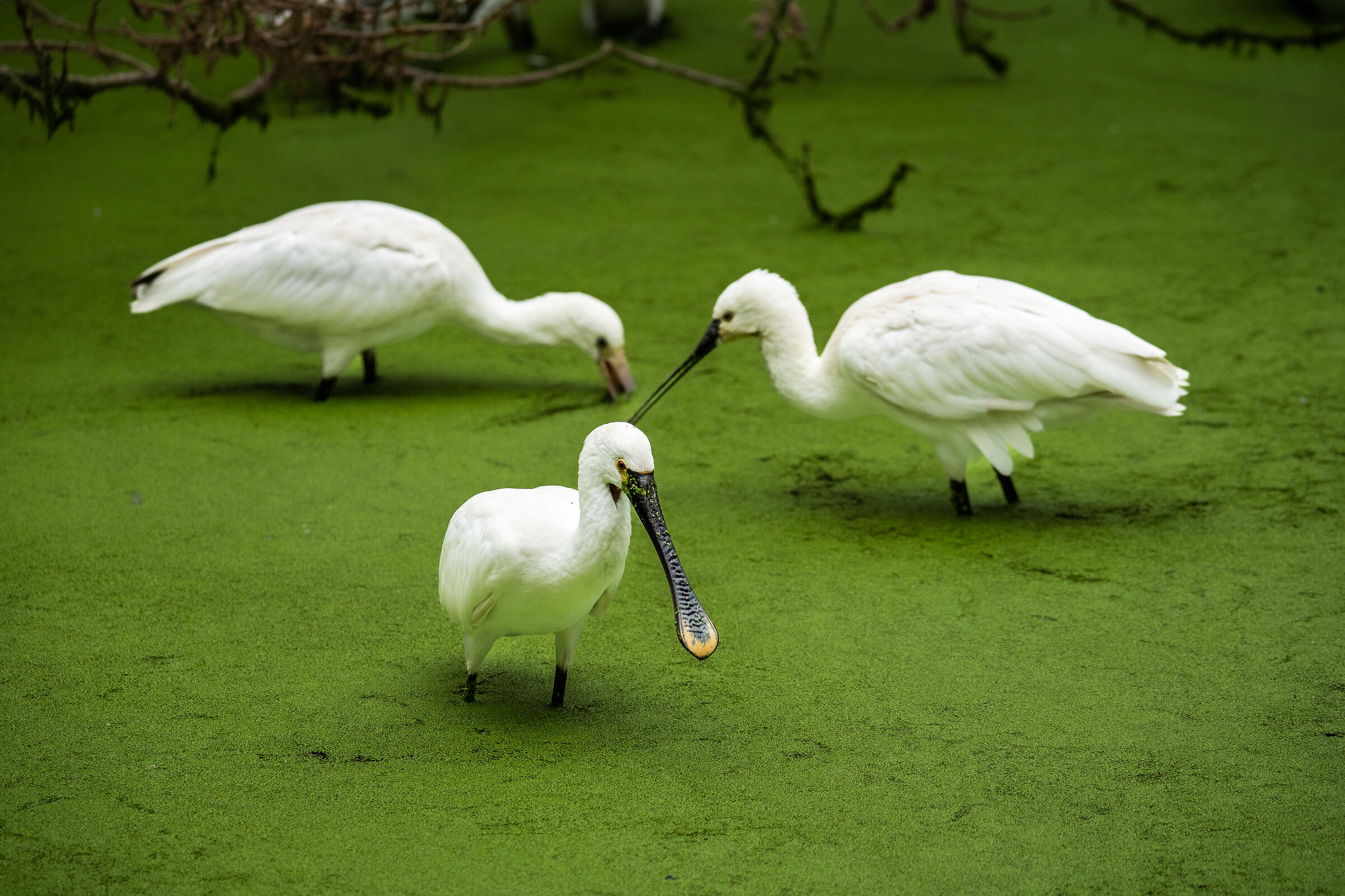 Il potere del trio coincide col mio