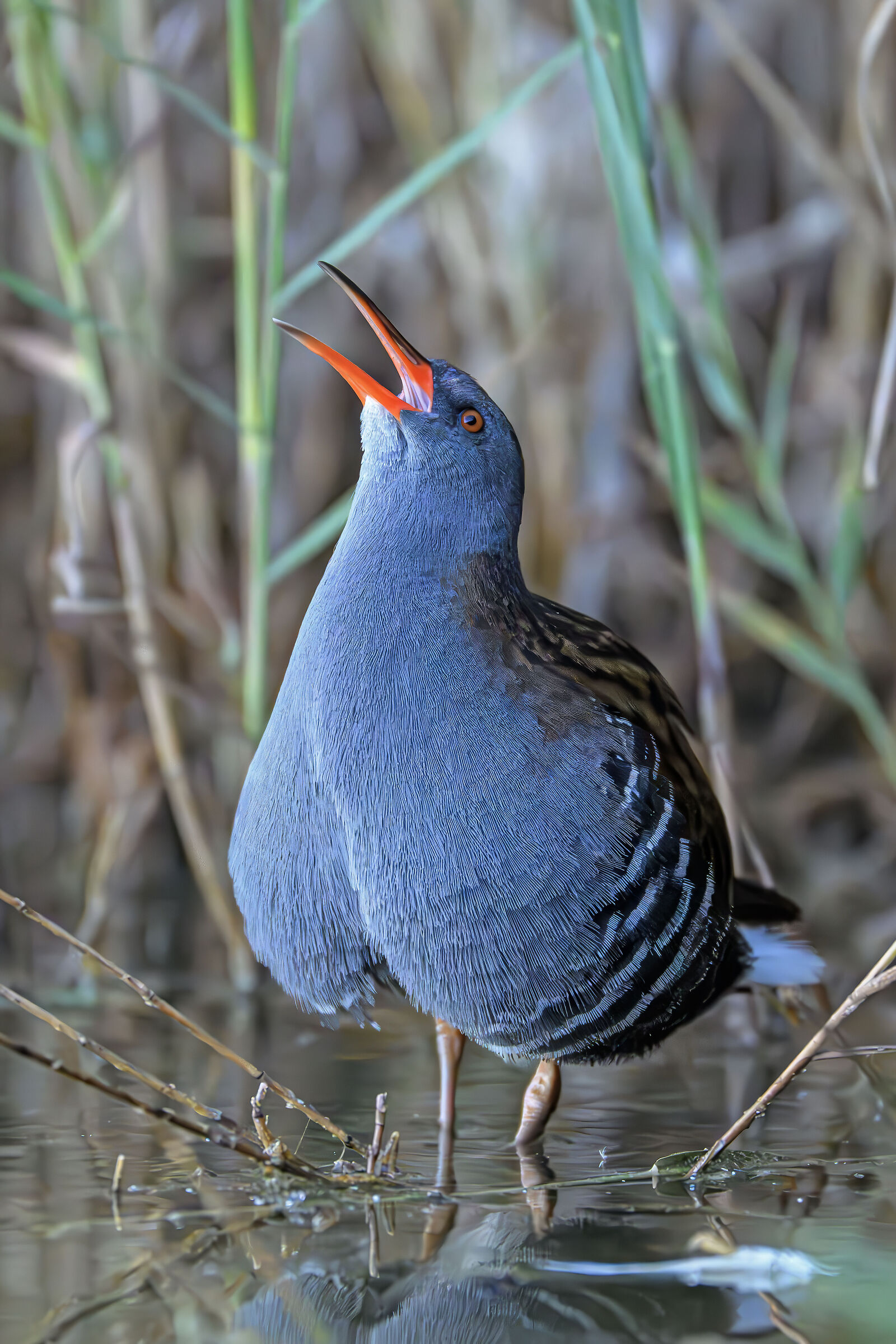 Singing Water Rail