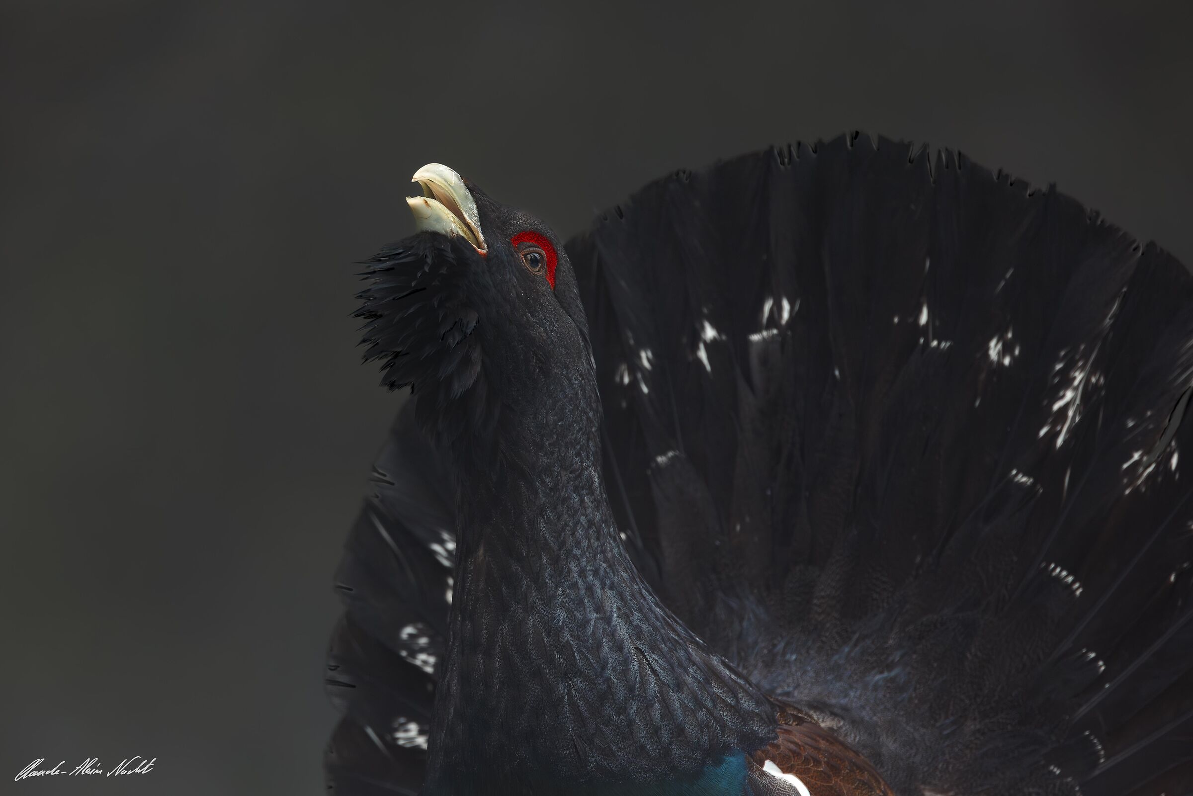 Grand Tétras - Tetrao urogallus - Western Capercailli...