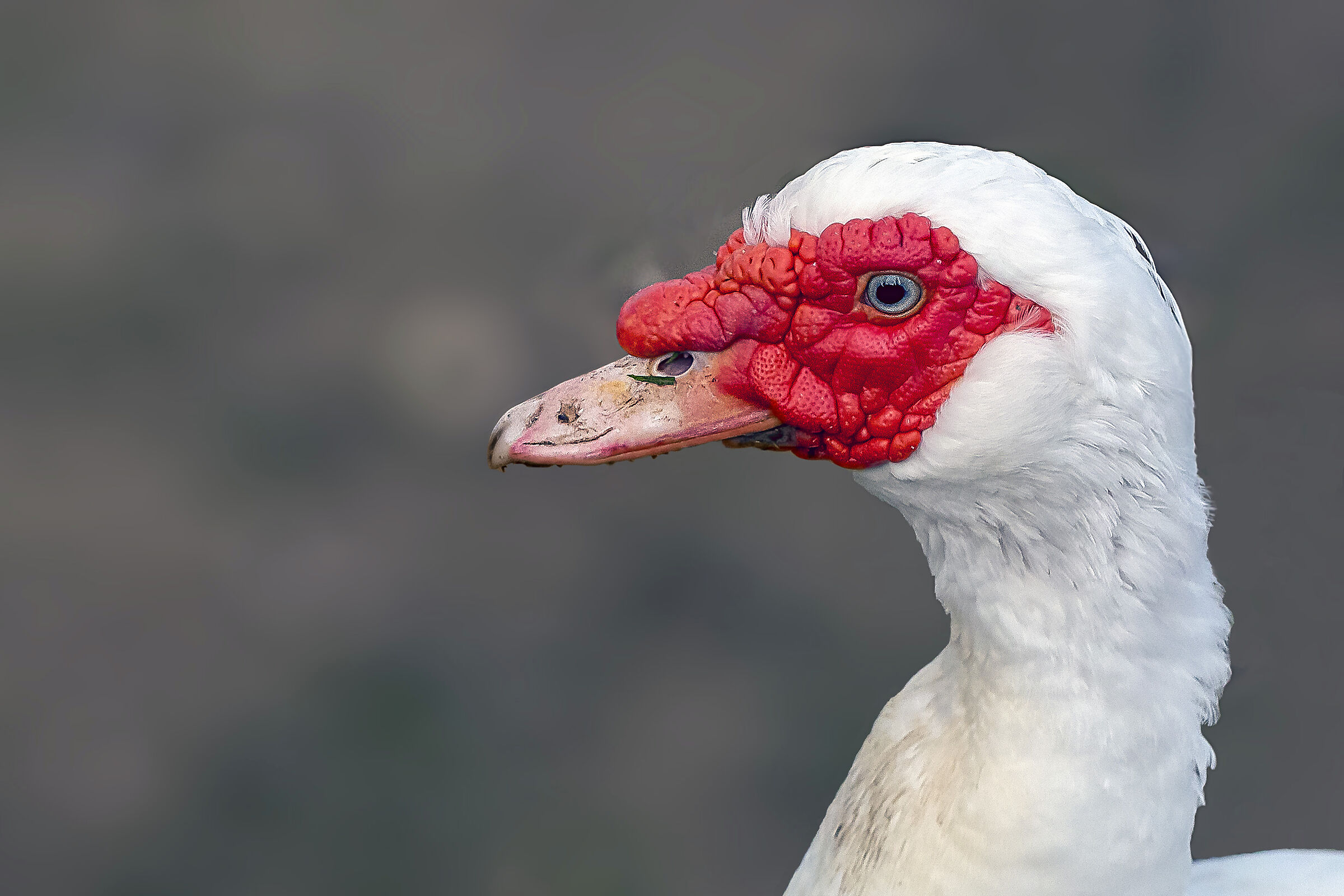 Muscovy duck