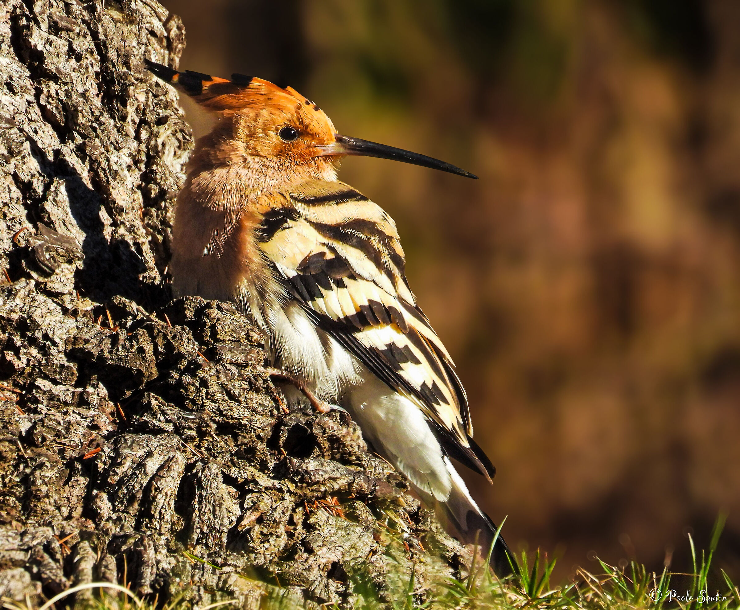 A Hoopoe passing through in spring