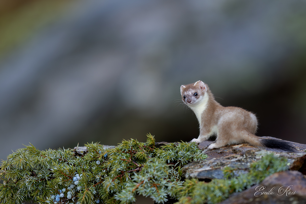 ermine in winter wetsuit