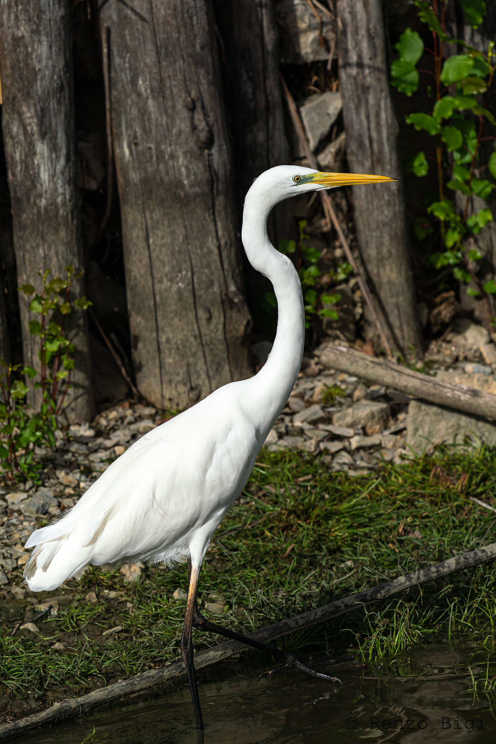Airone bianco maggiore