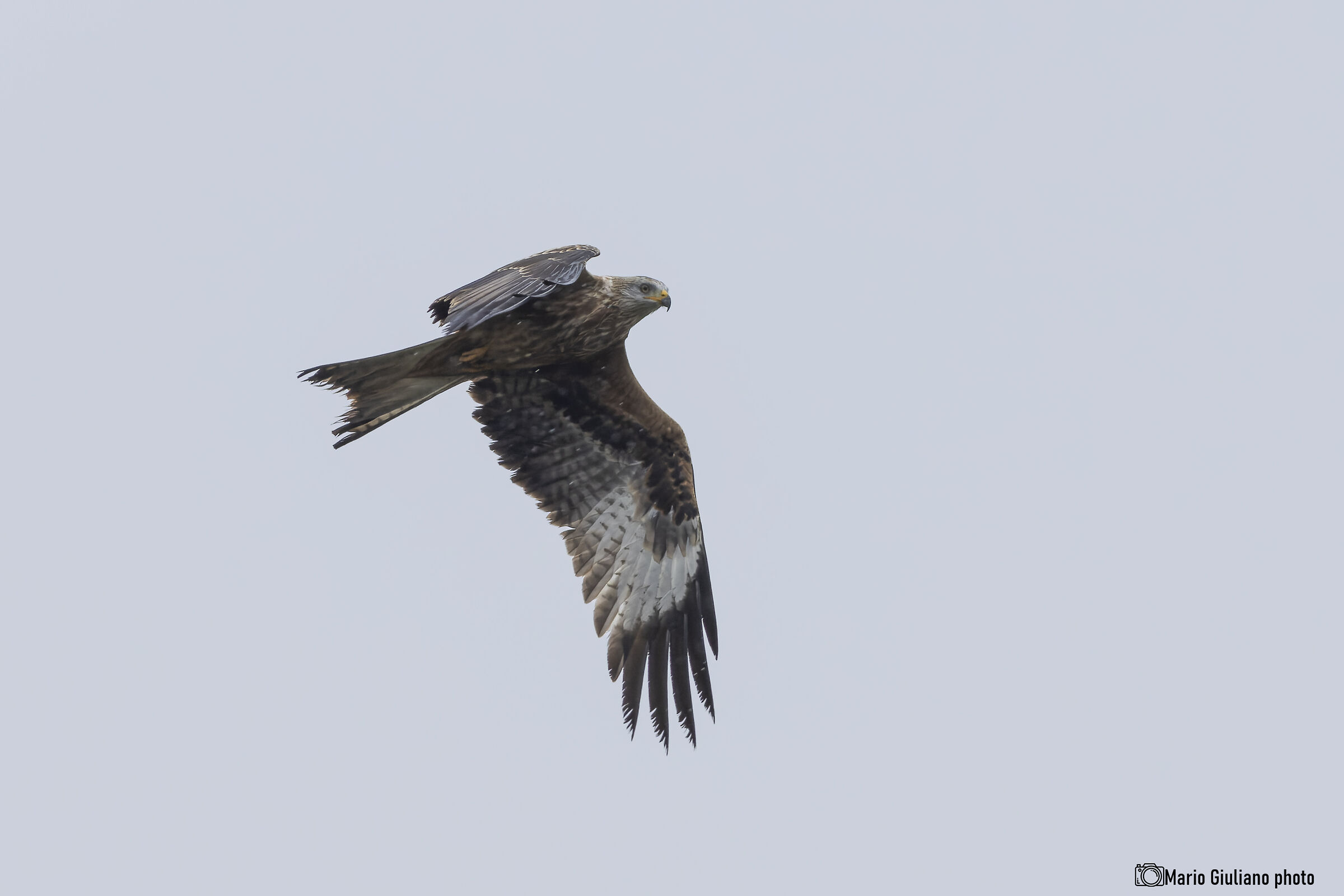 Red kite