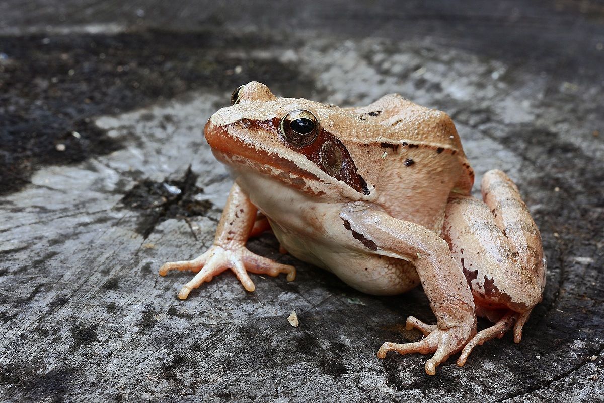 Rana dalmatina