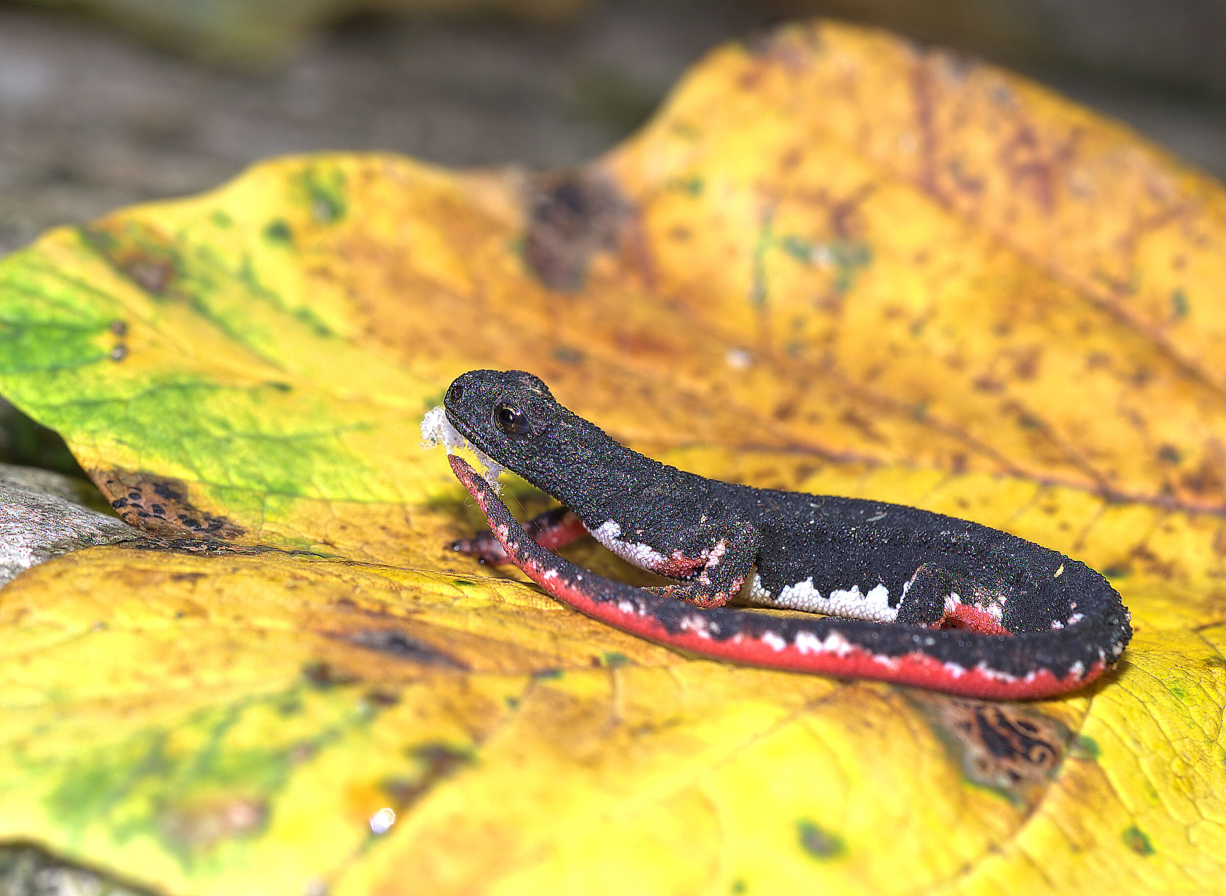Spectacled salamander