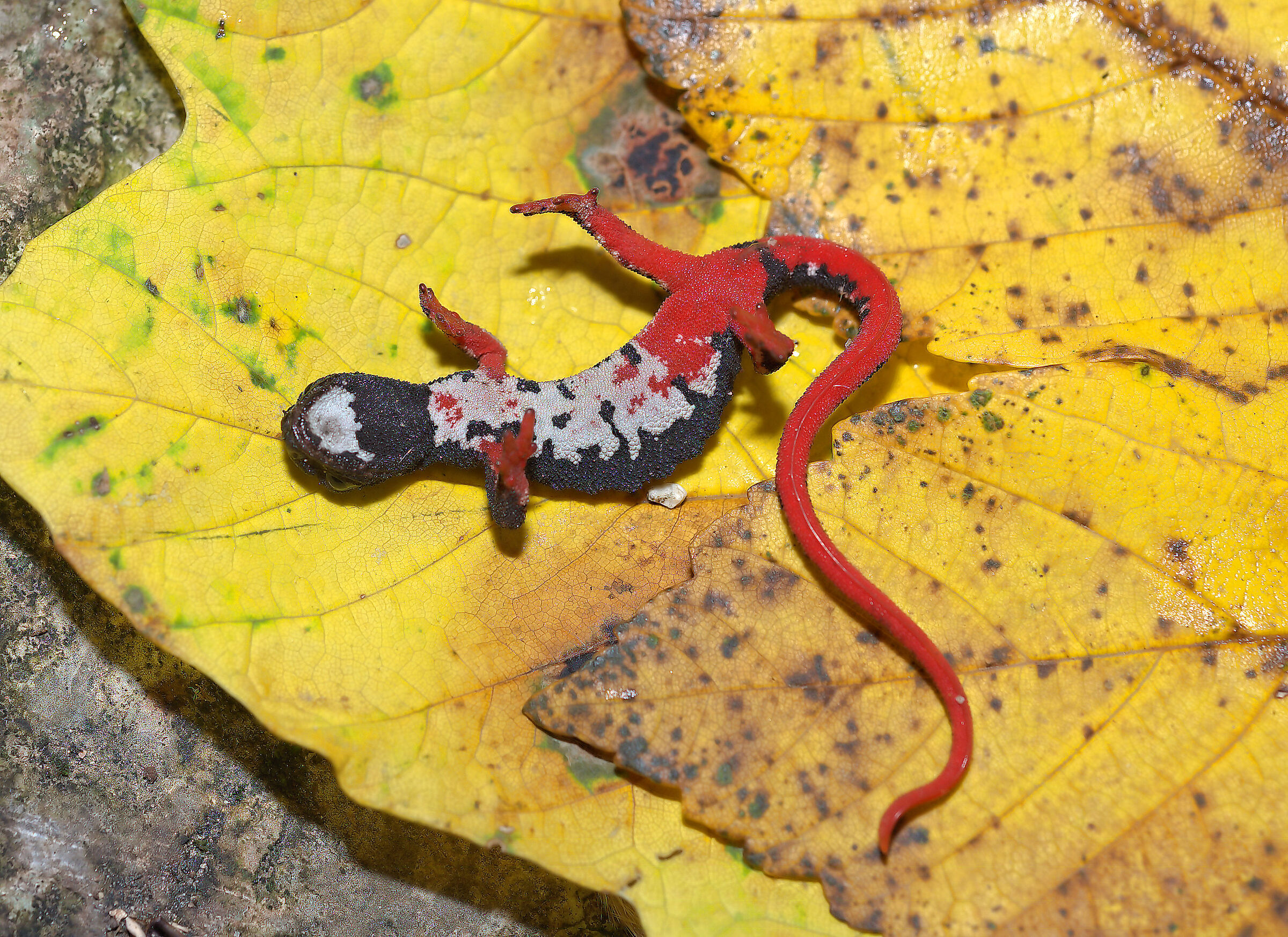 Spectacled salamander