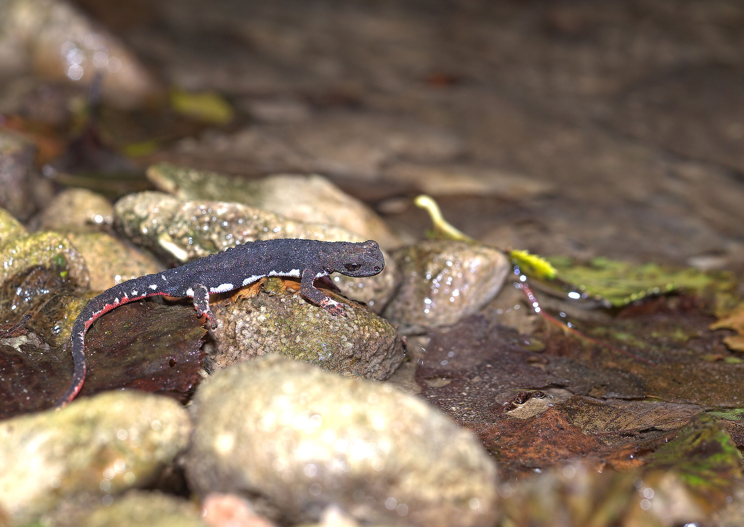 Spectacled salamander
