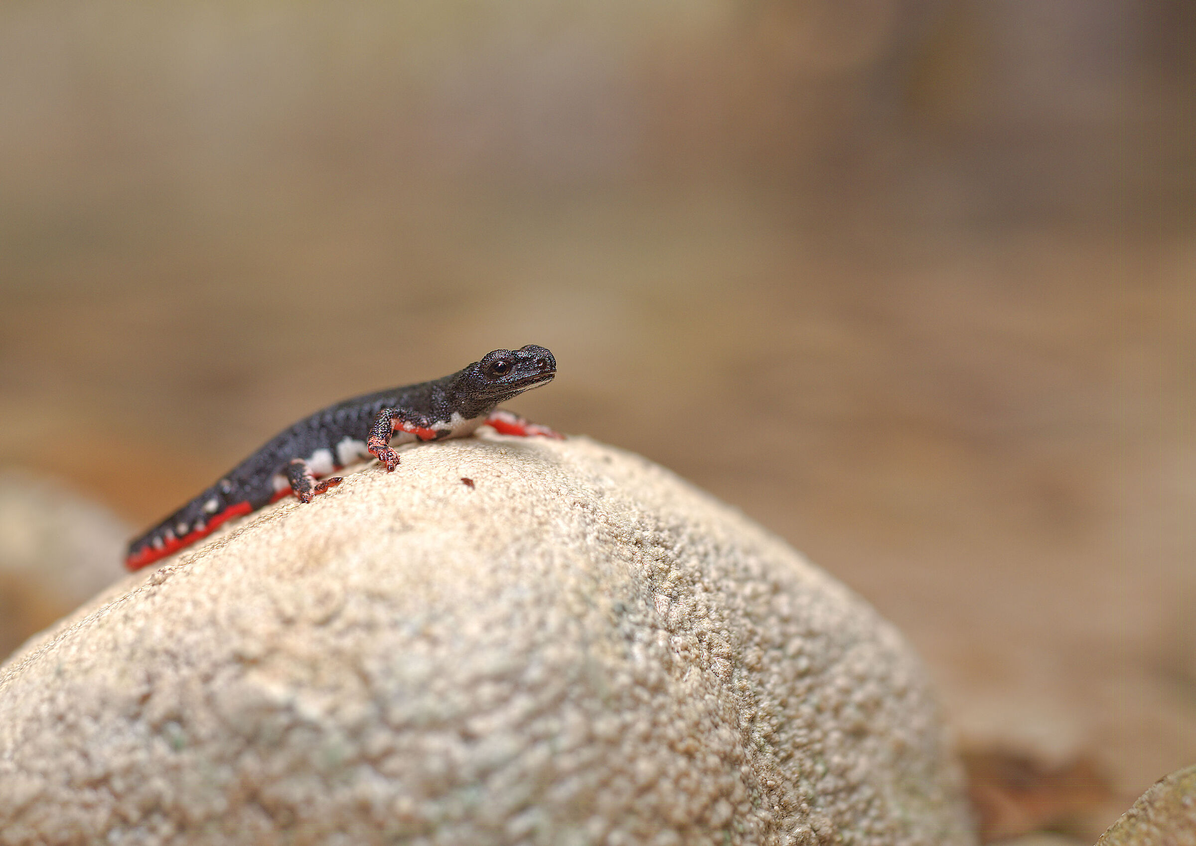 Salamandrina dagli occhiali