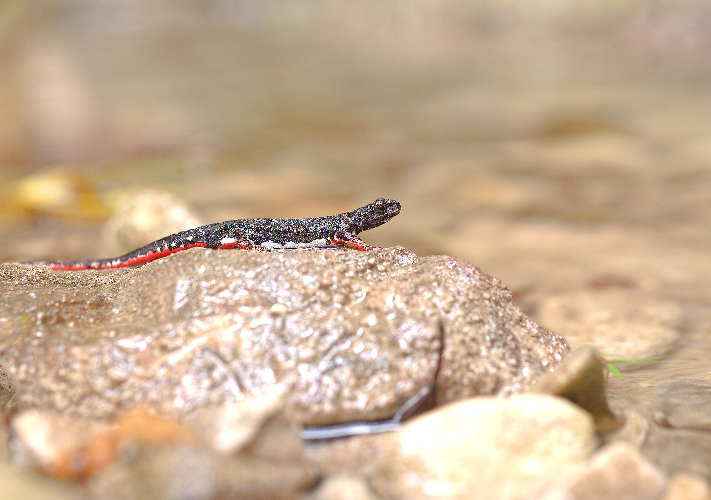 Spectacled salamander