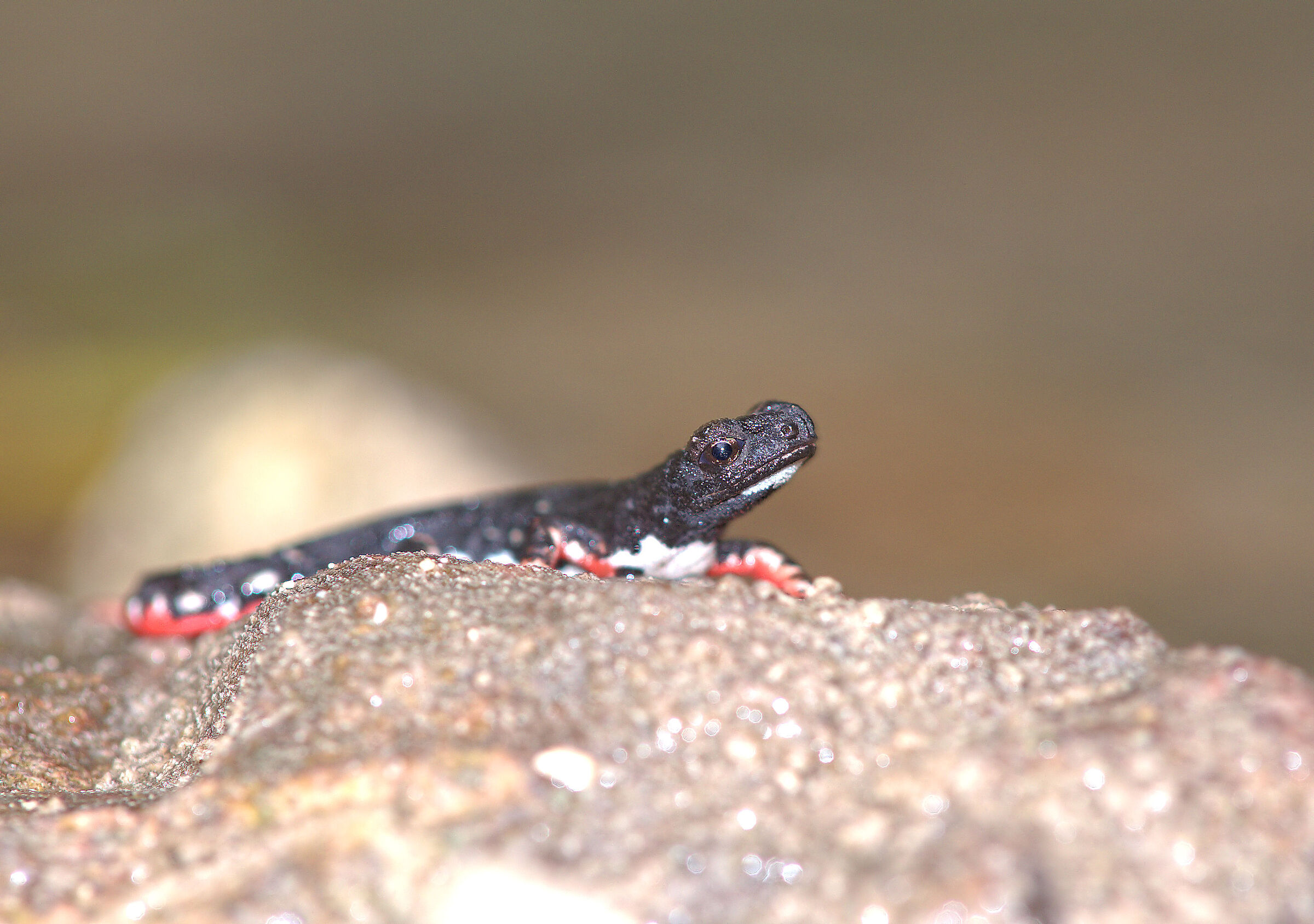 Spectacled salamander
