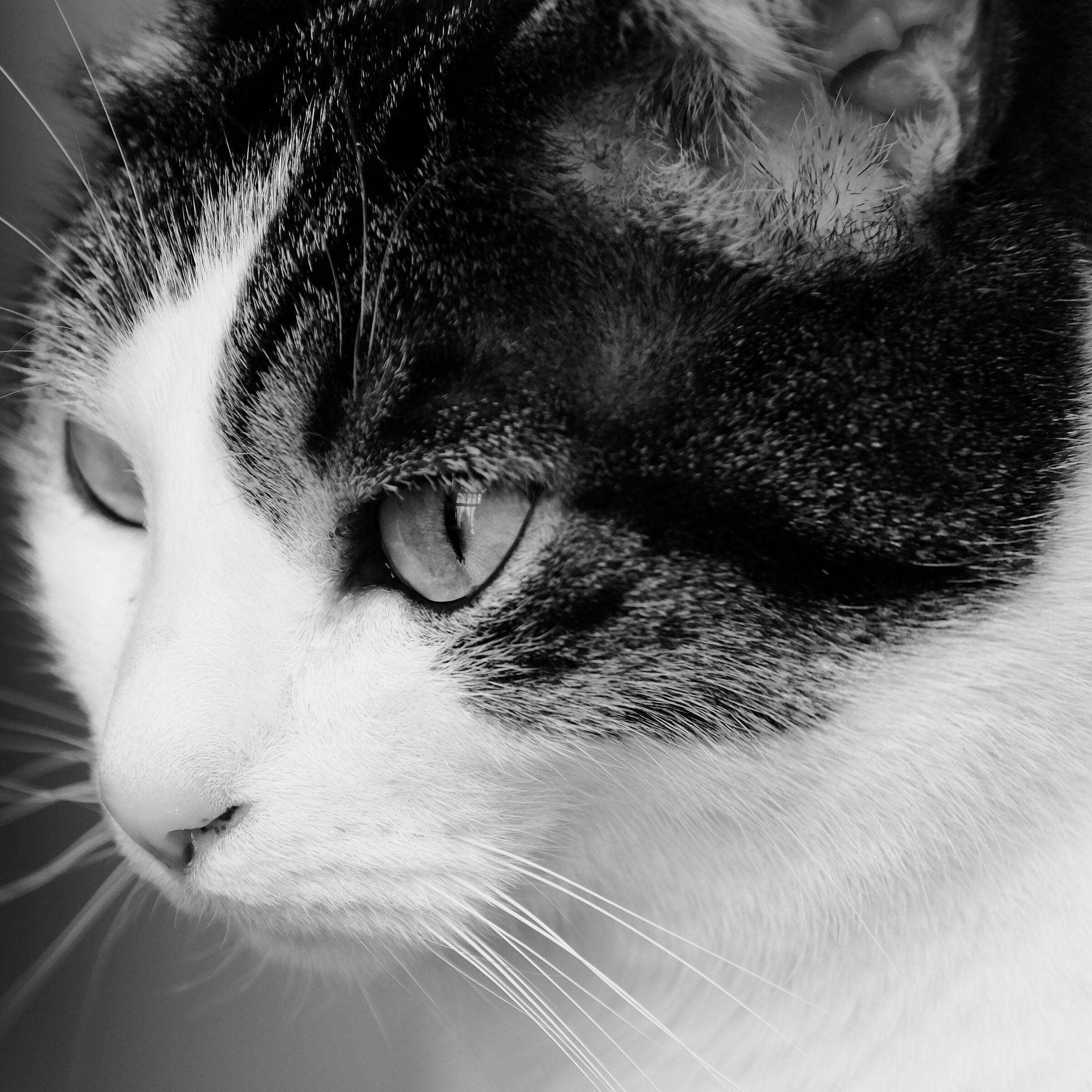 Daisy
