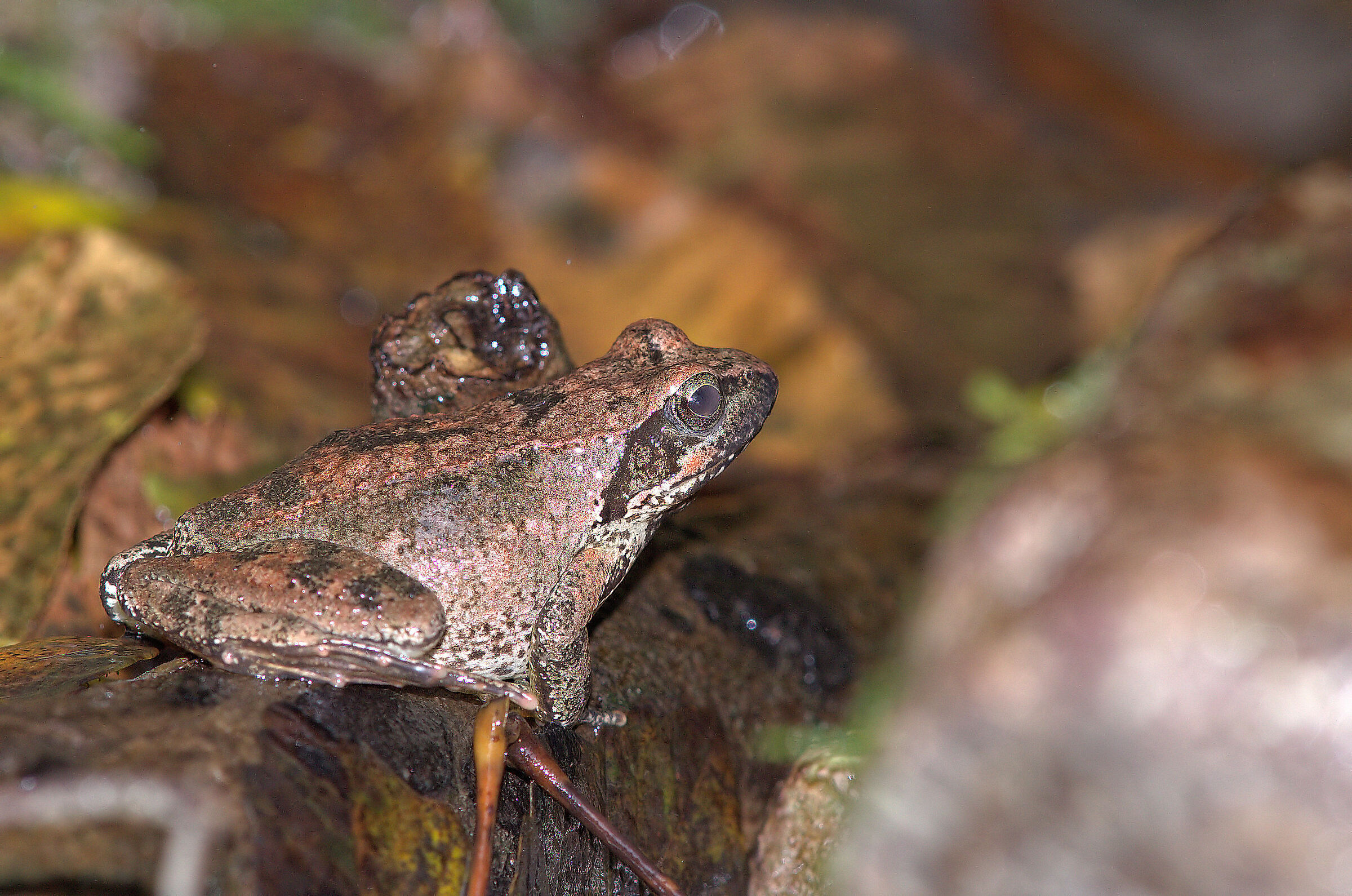 Apennine frog