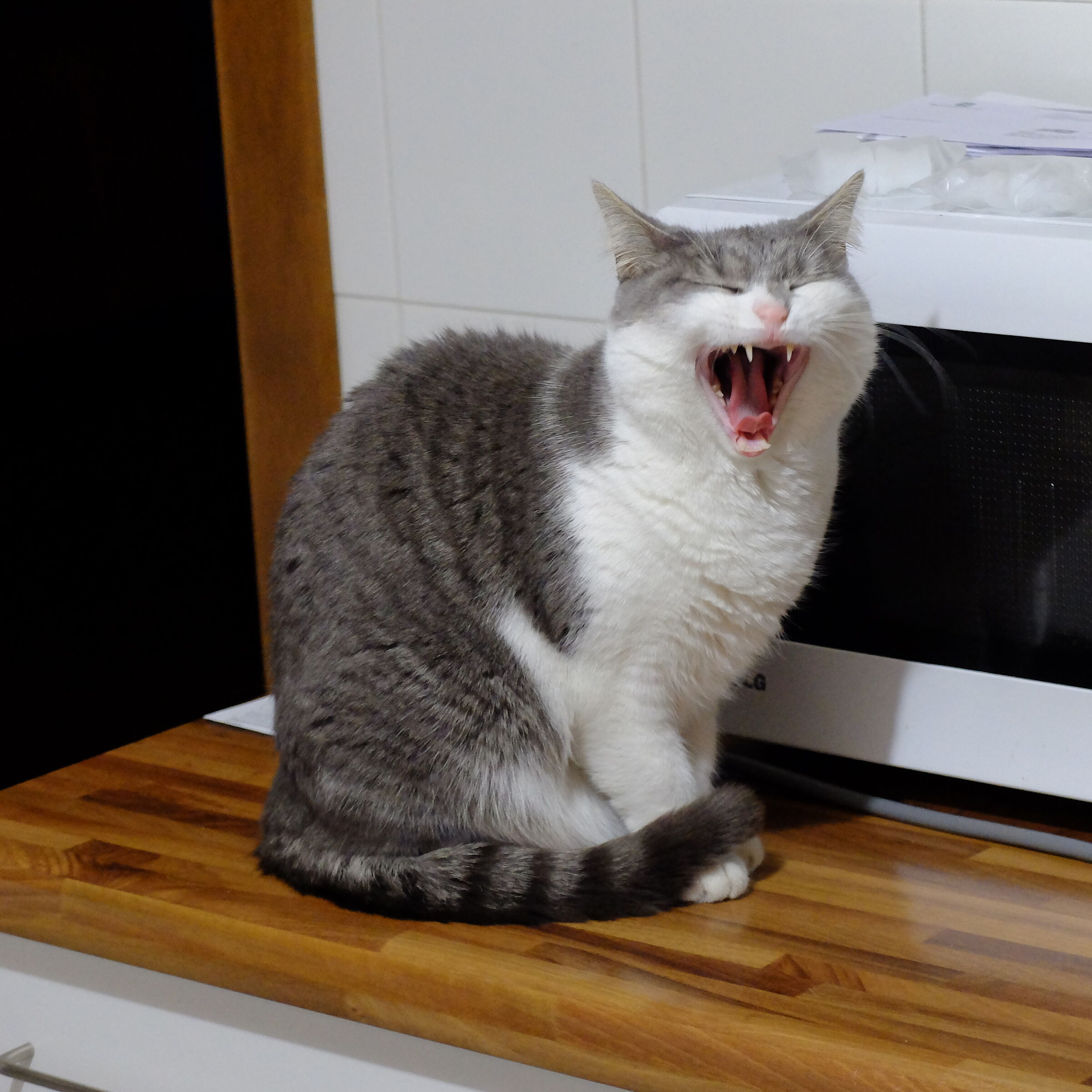 Yawn or roar?