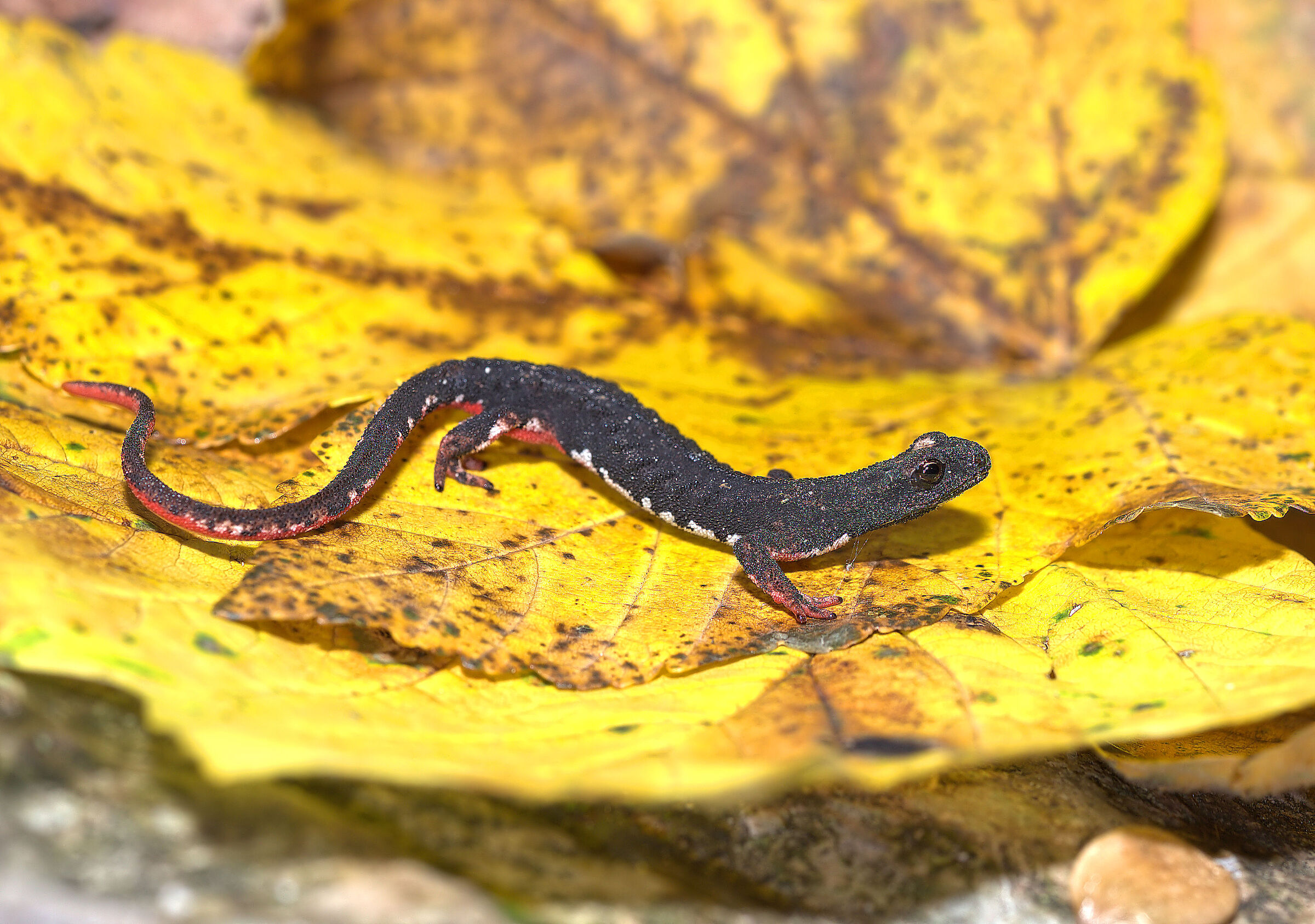 Spectacled salamander