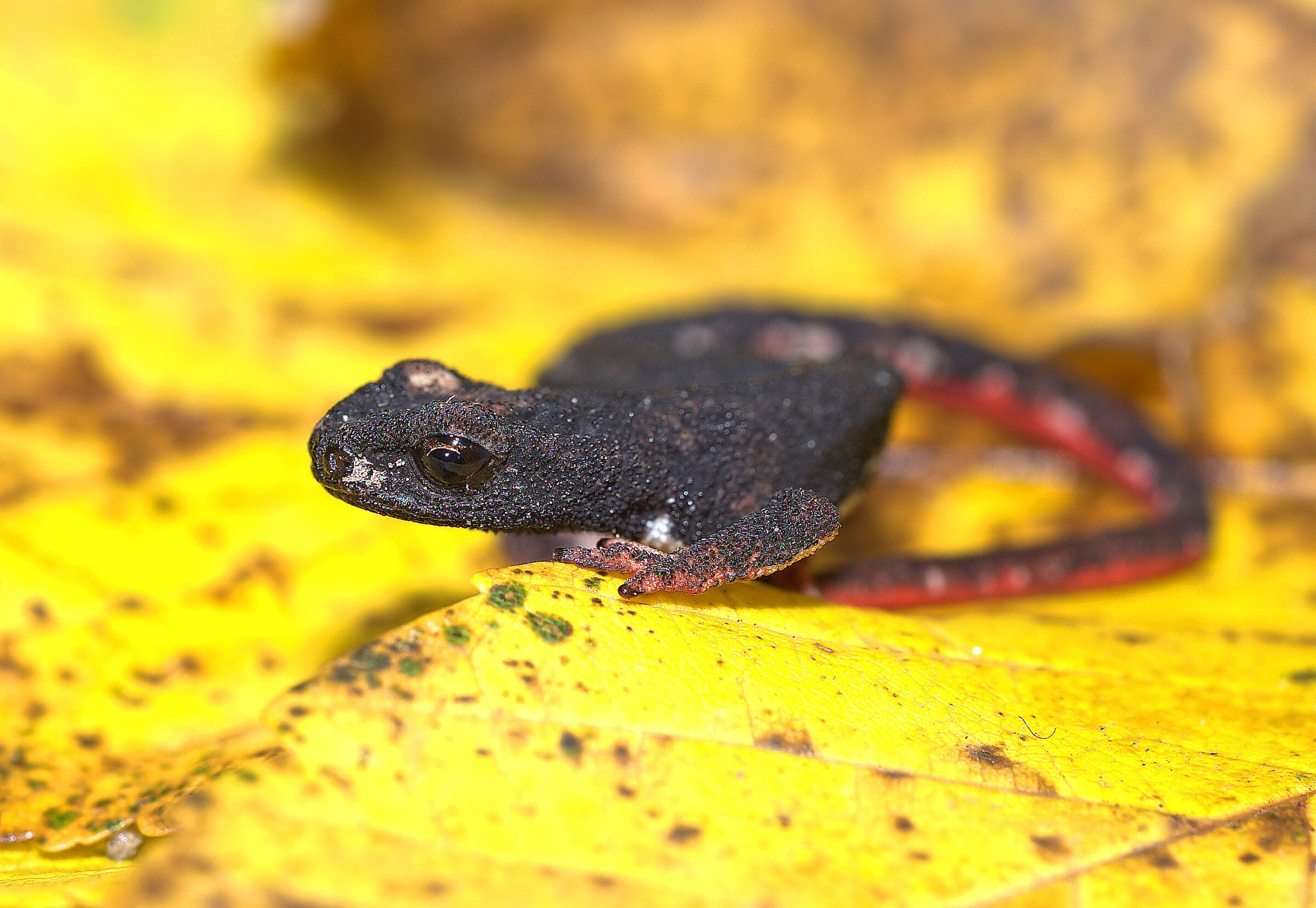 Spectacled salamander