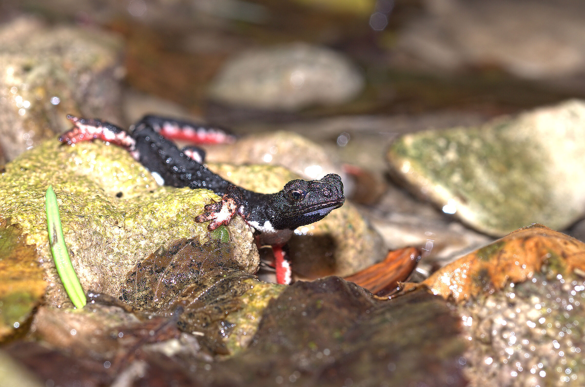 Spectacled salamander