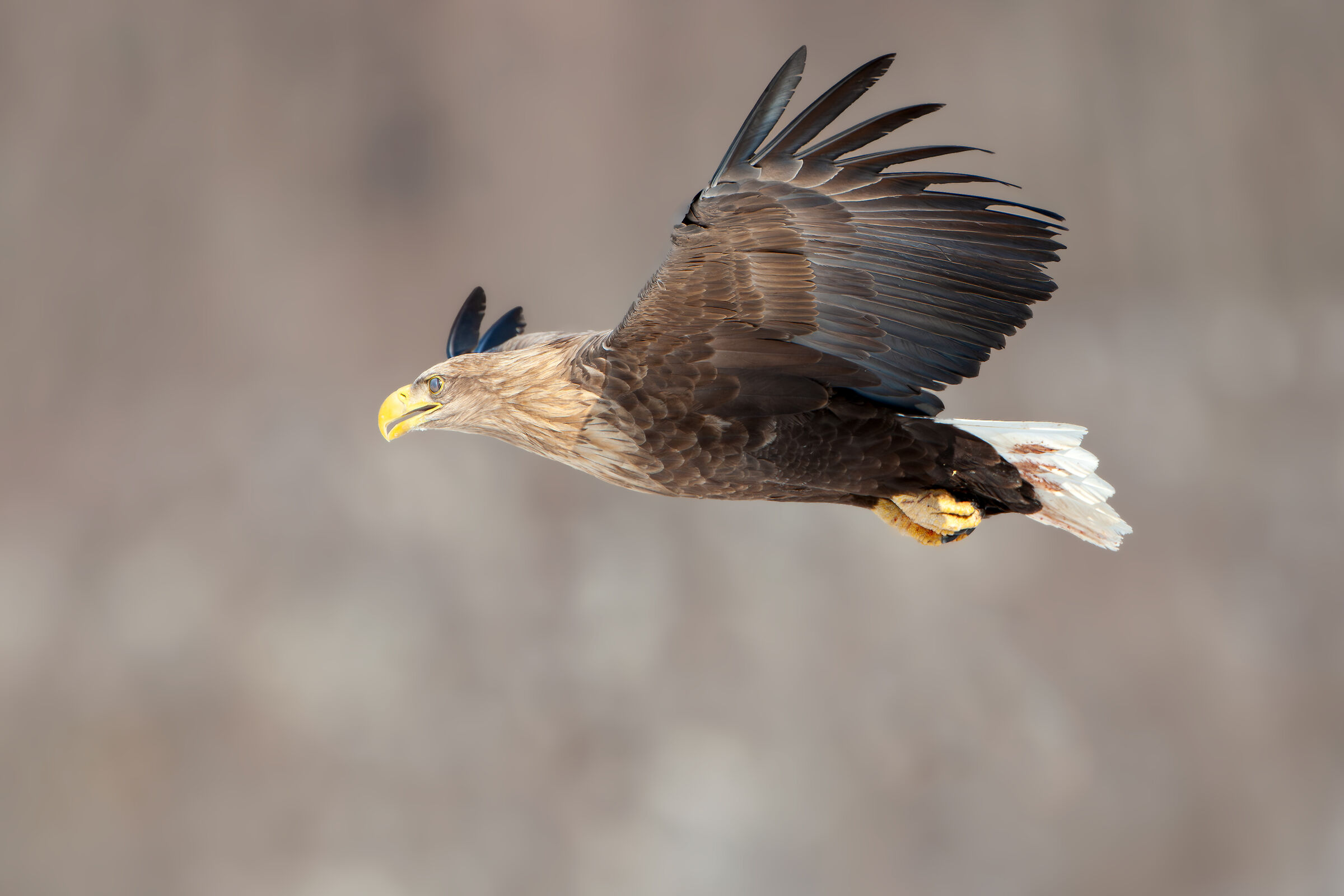 White tailed eagle...