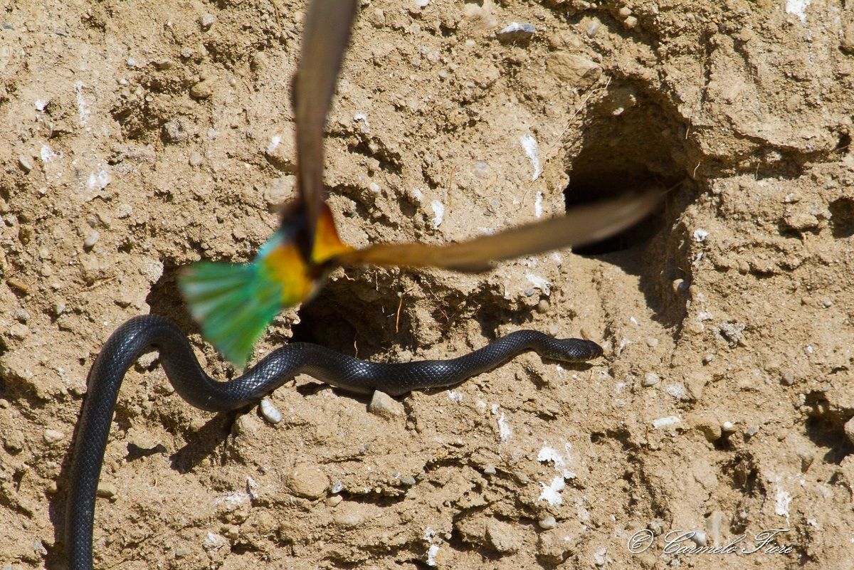 vorrei essere un aquila