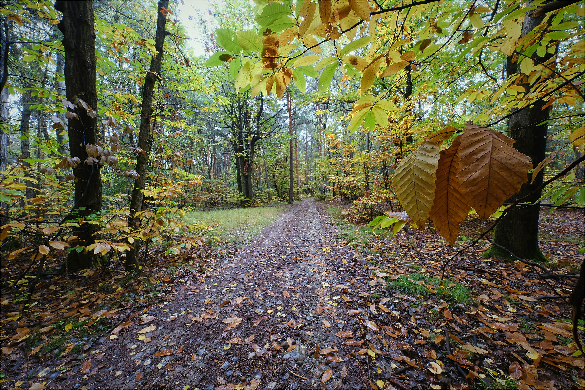-l'autunno con pioggia-