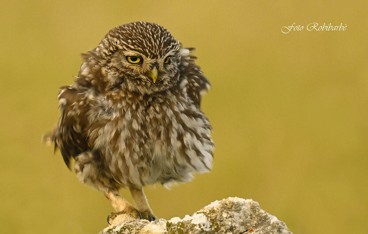 La Civetta si arruffa...