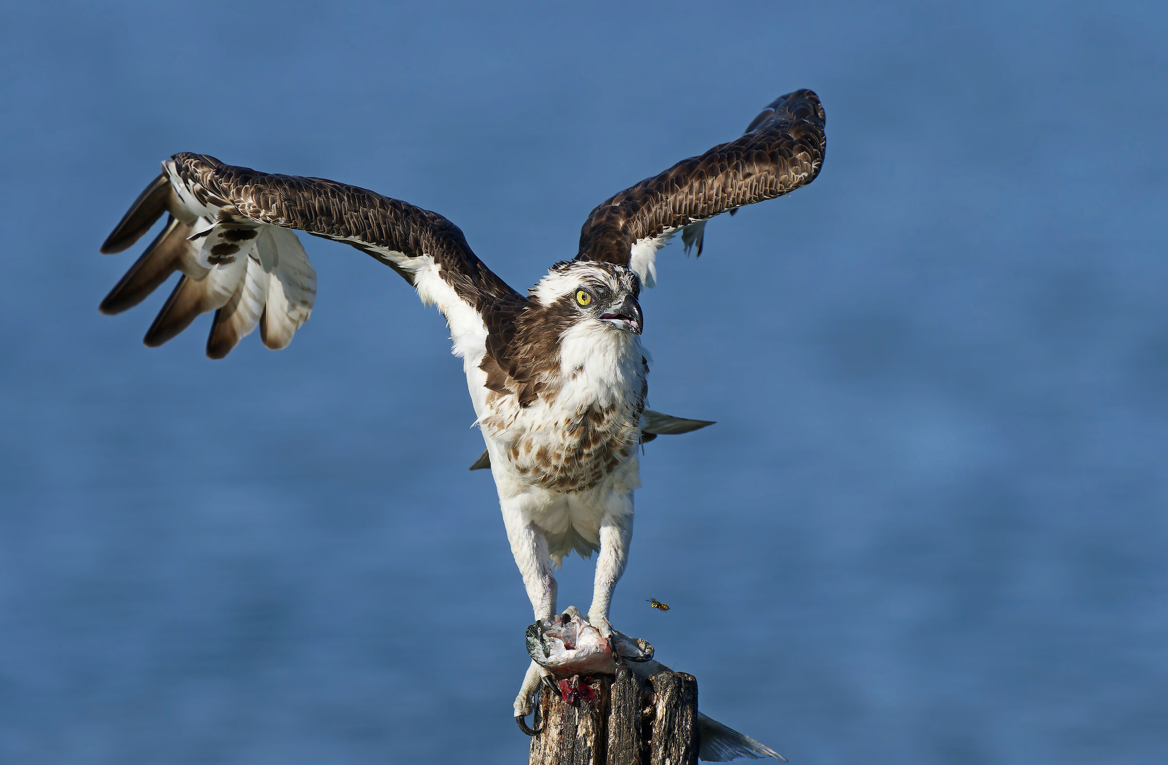osprey