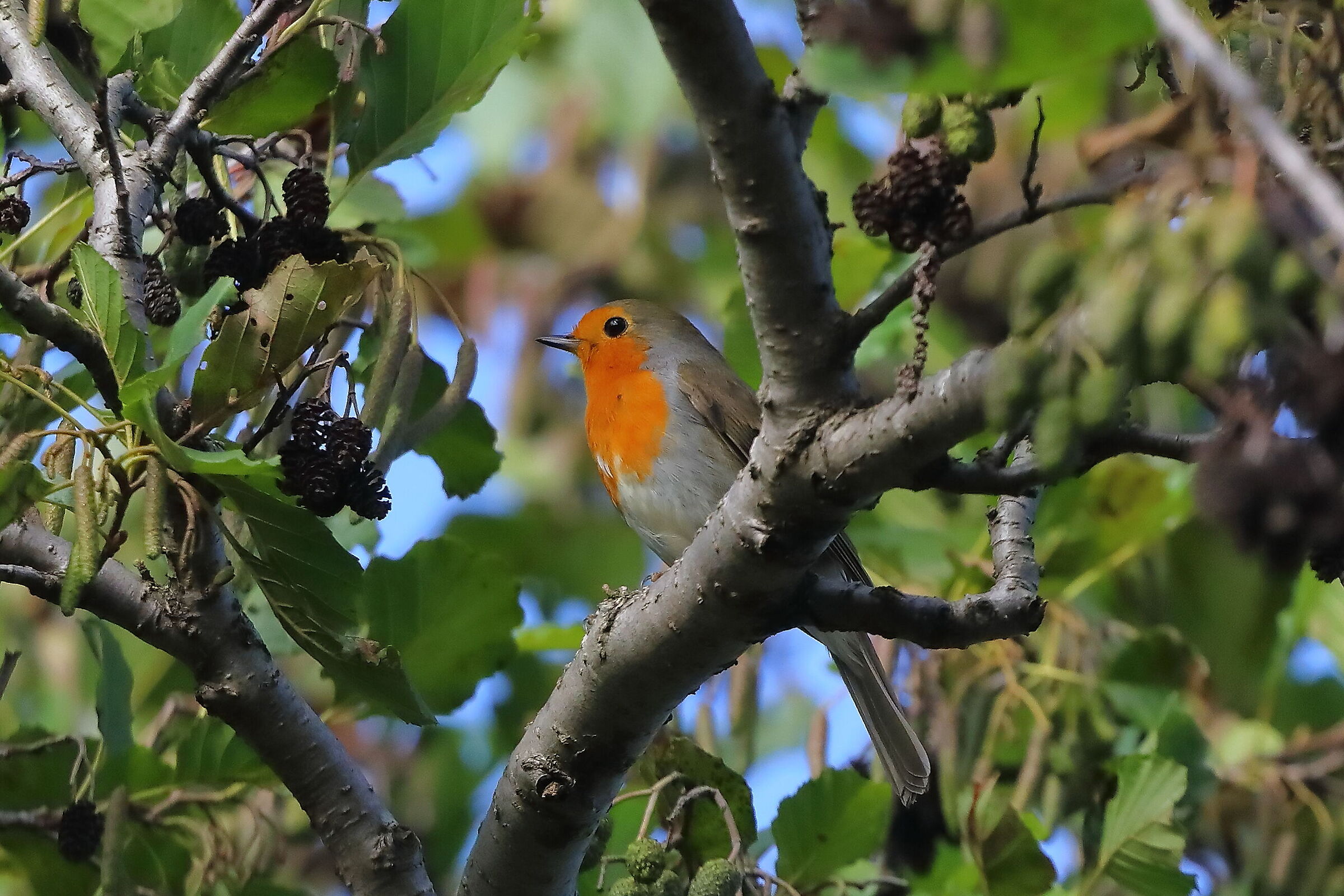 Pettirosso 15 ottobre 2024 - 0097