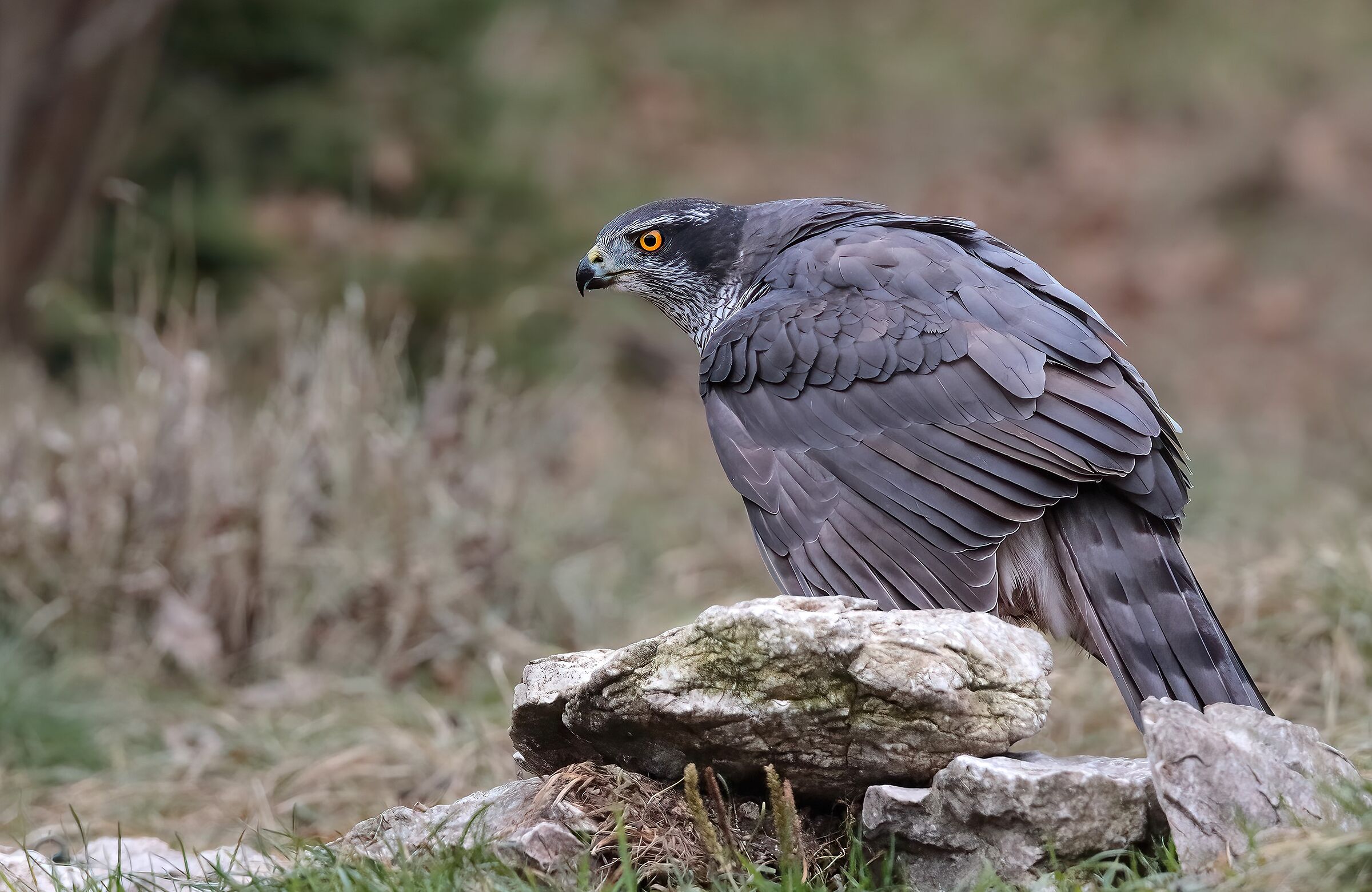Goshawk