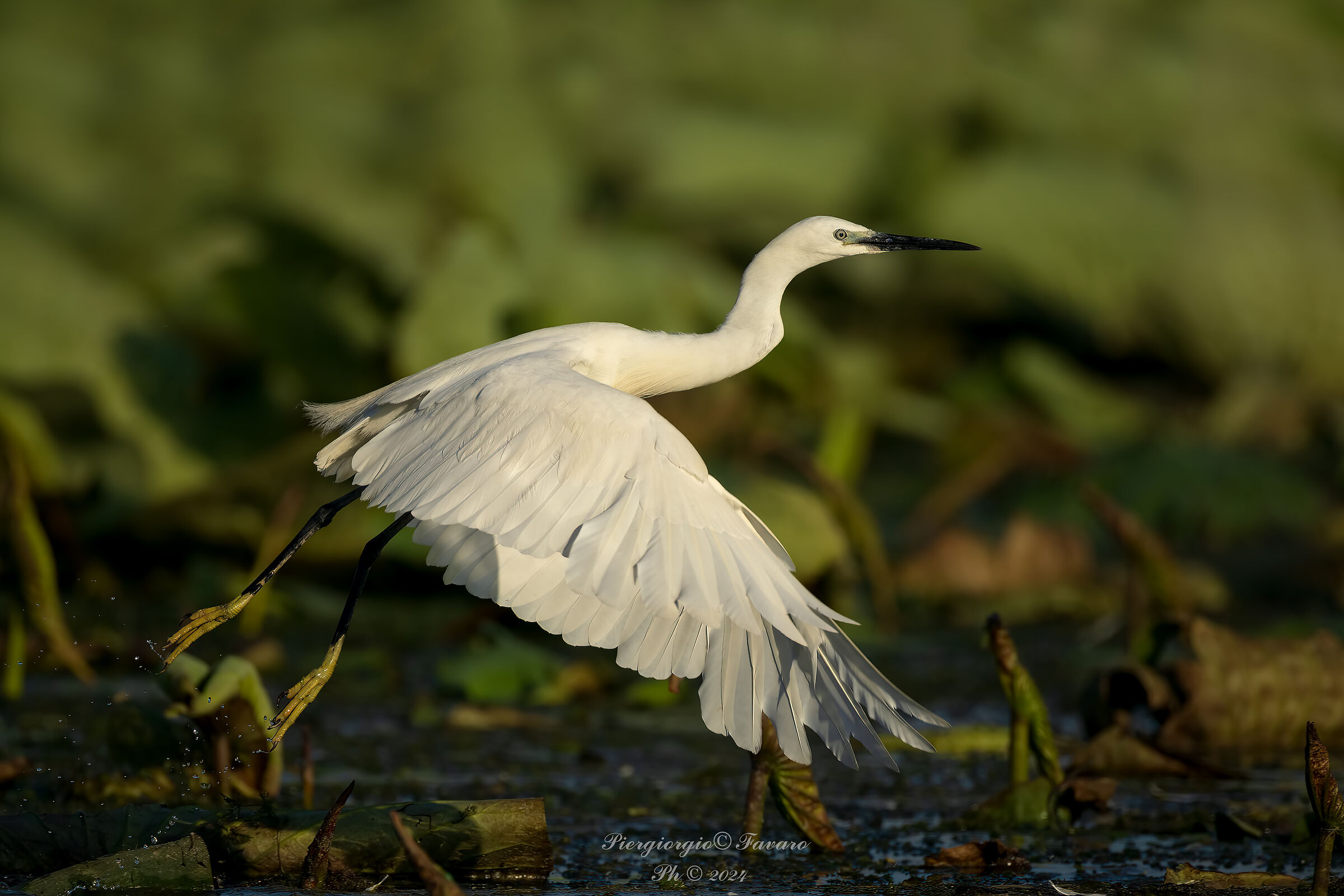 Egret