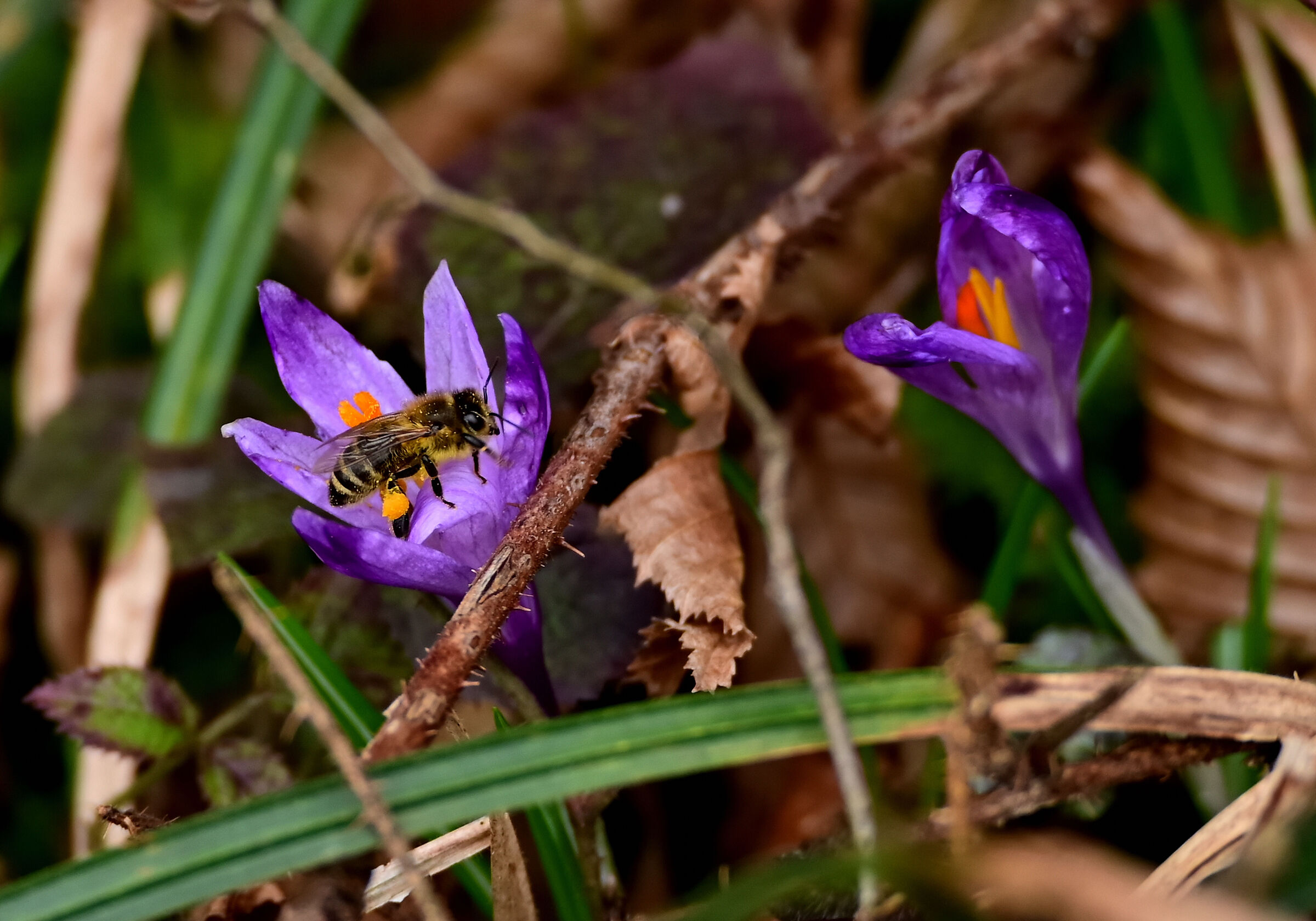 bee