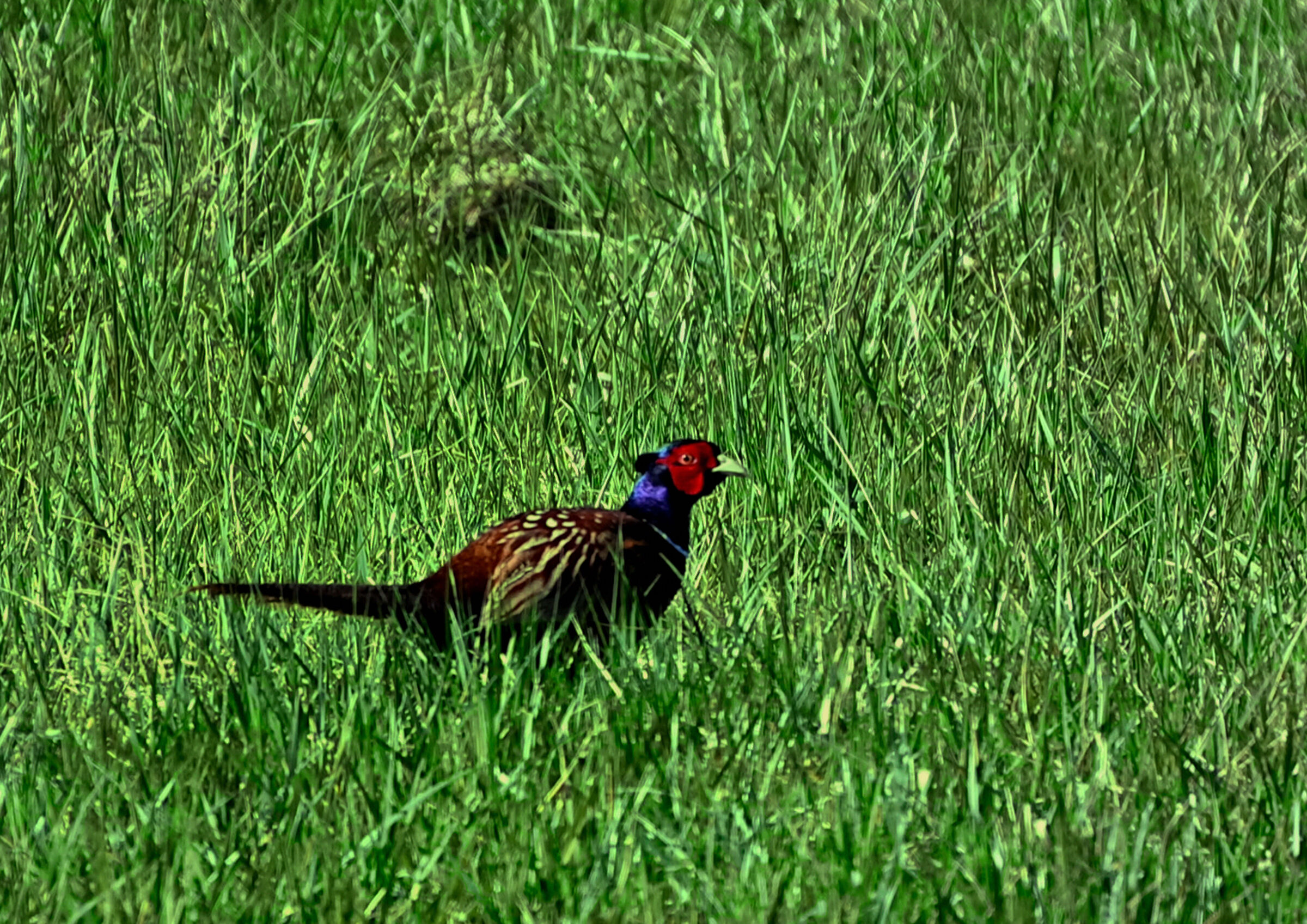 pheasant