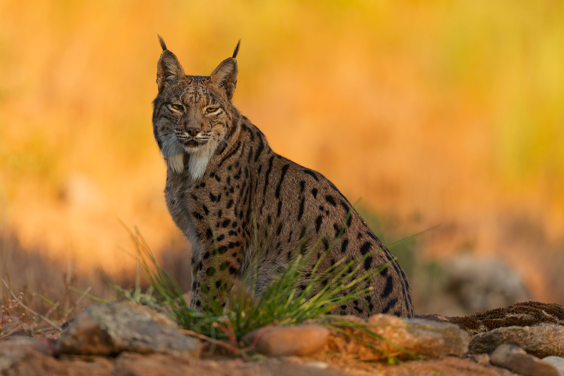IBERIAN LYNX