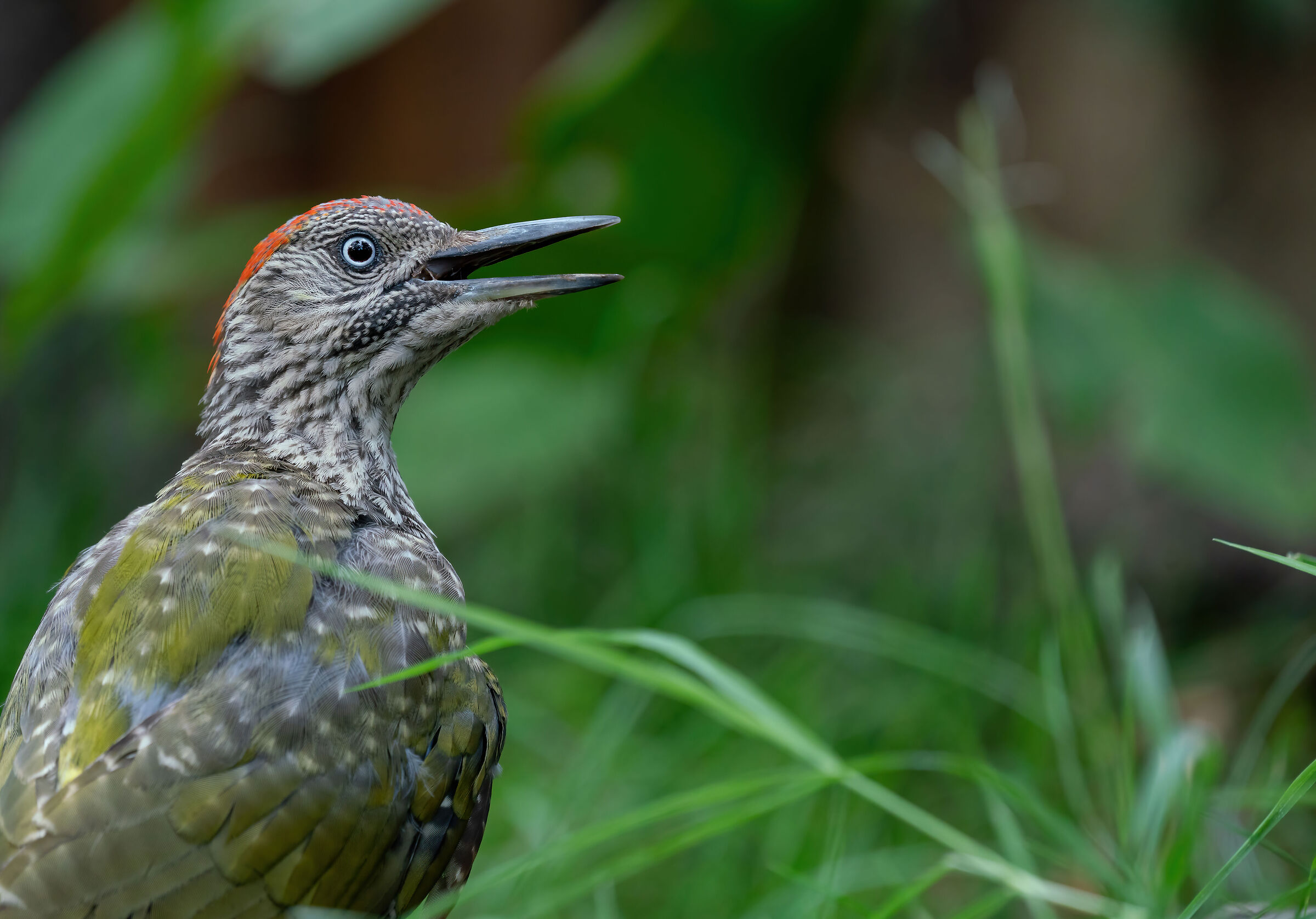 Green woodpecker at my shed