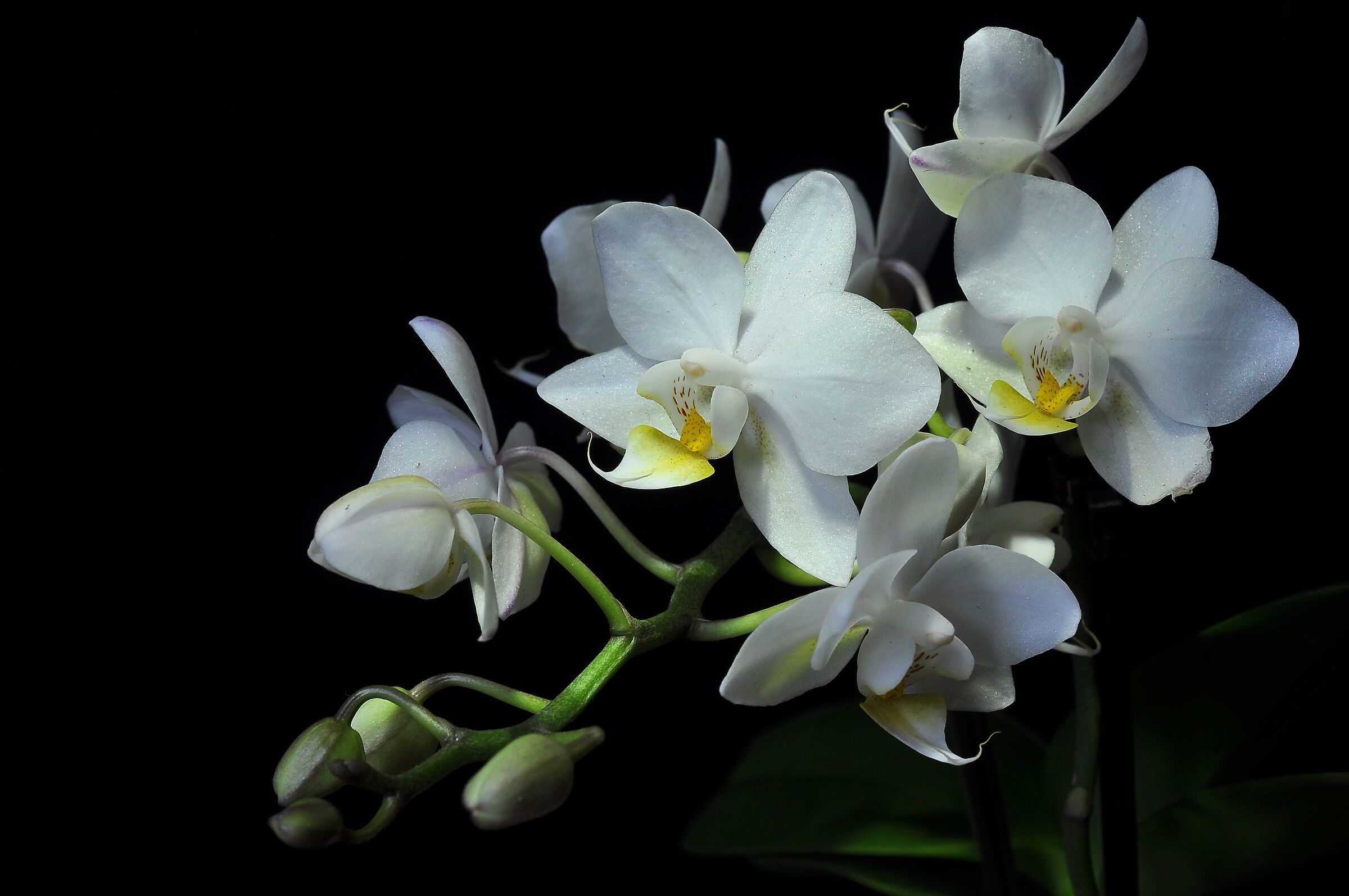 Orchidea