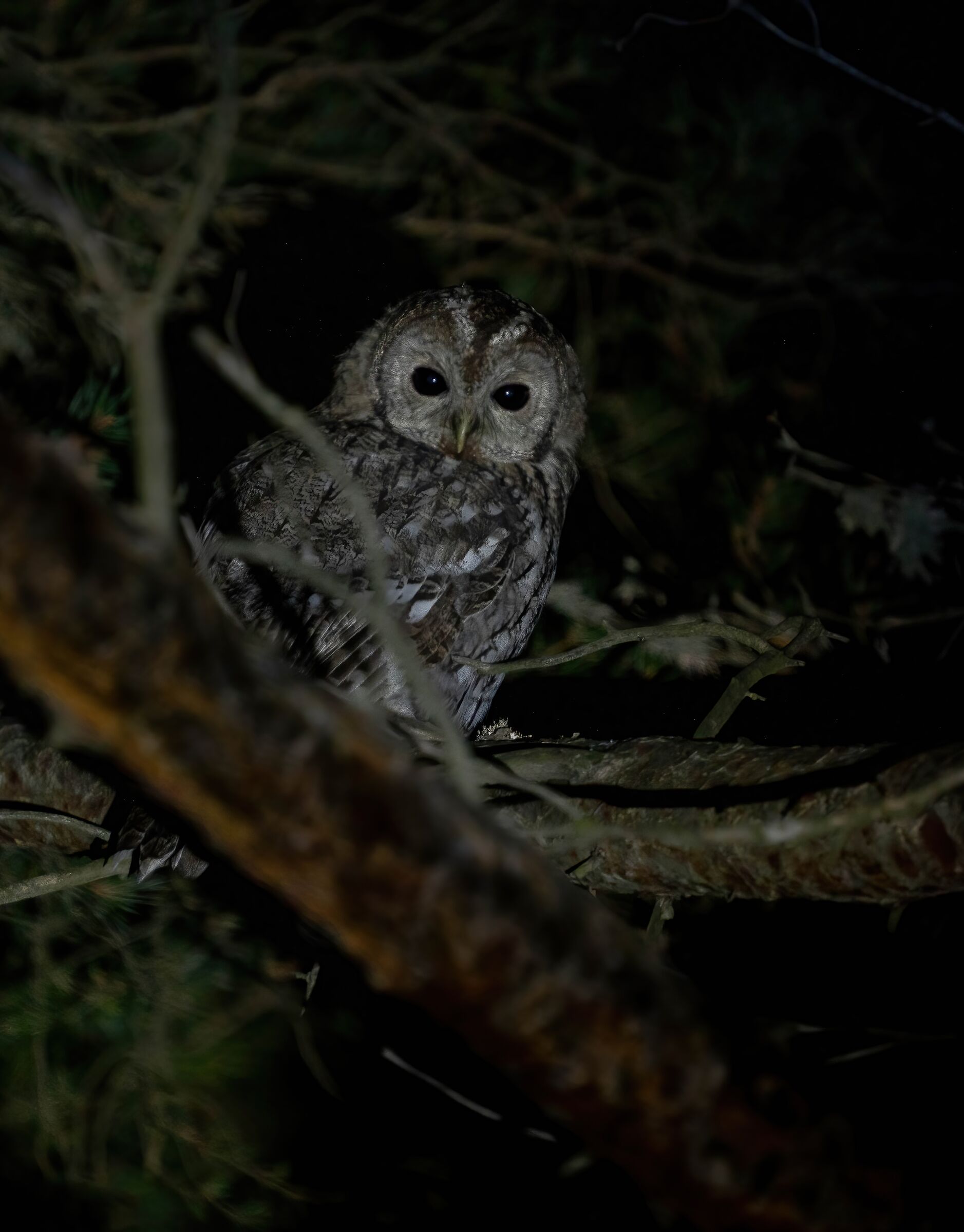 Presences in the "tawny" darkness
