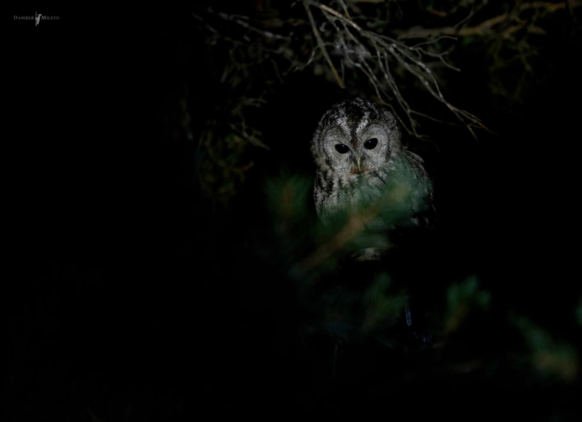 Tawny owl in a minimalist setting