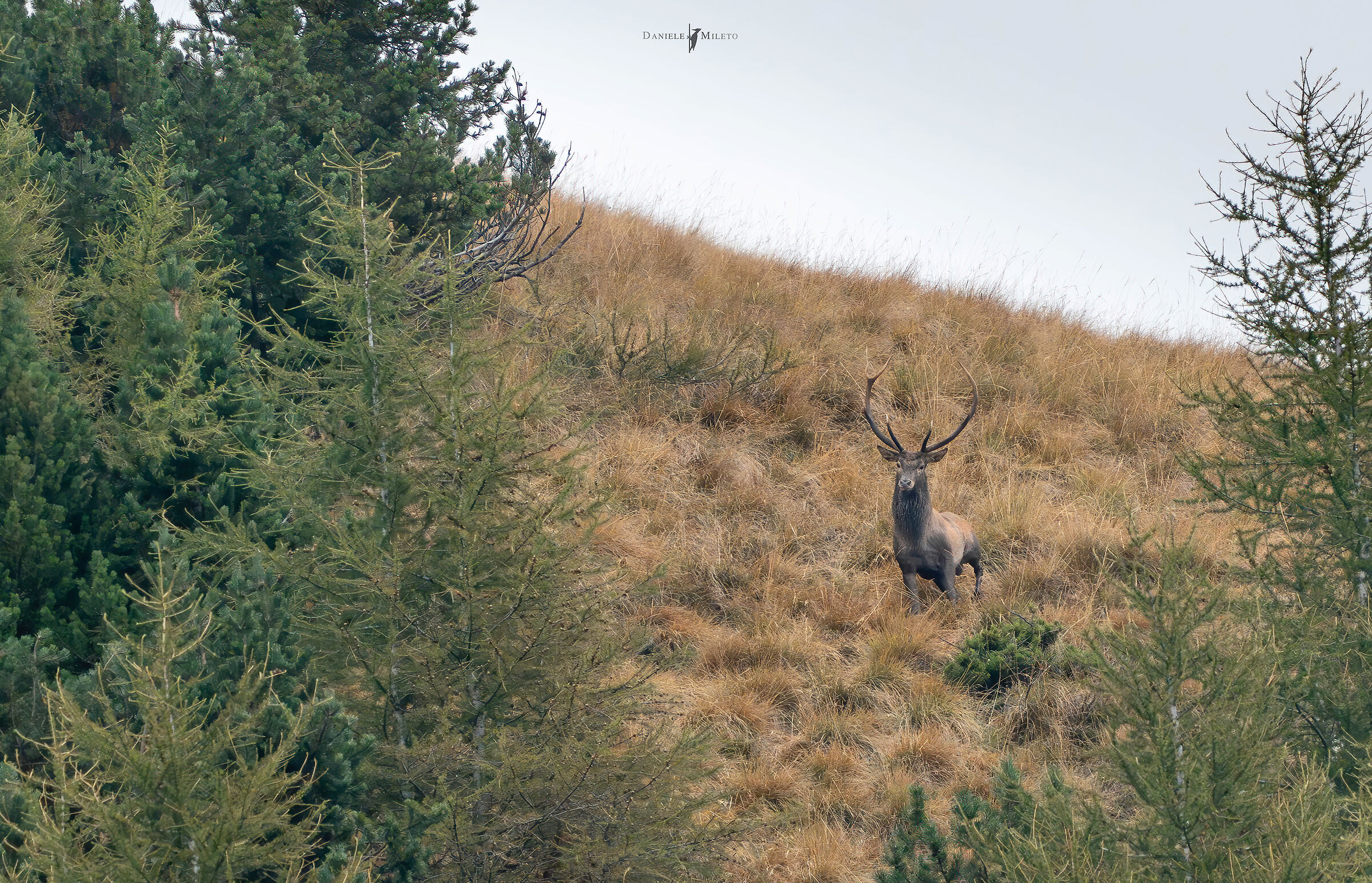 The king set in the Alps