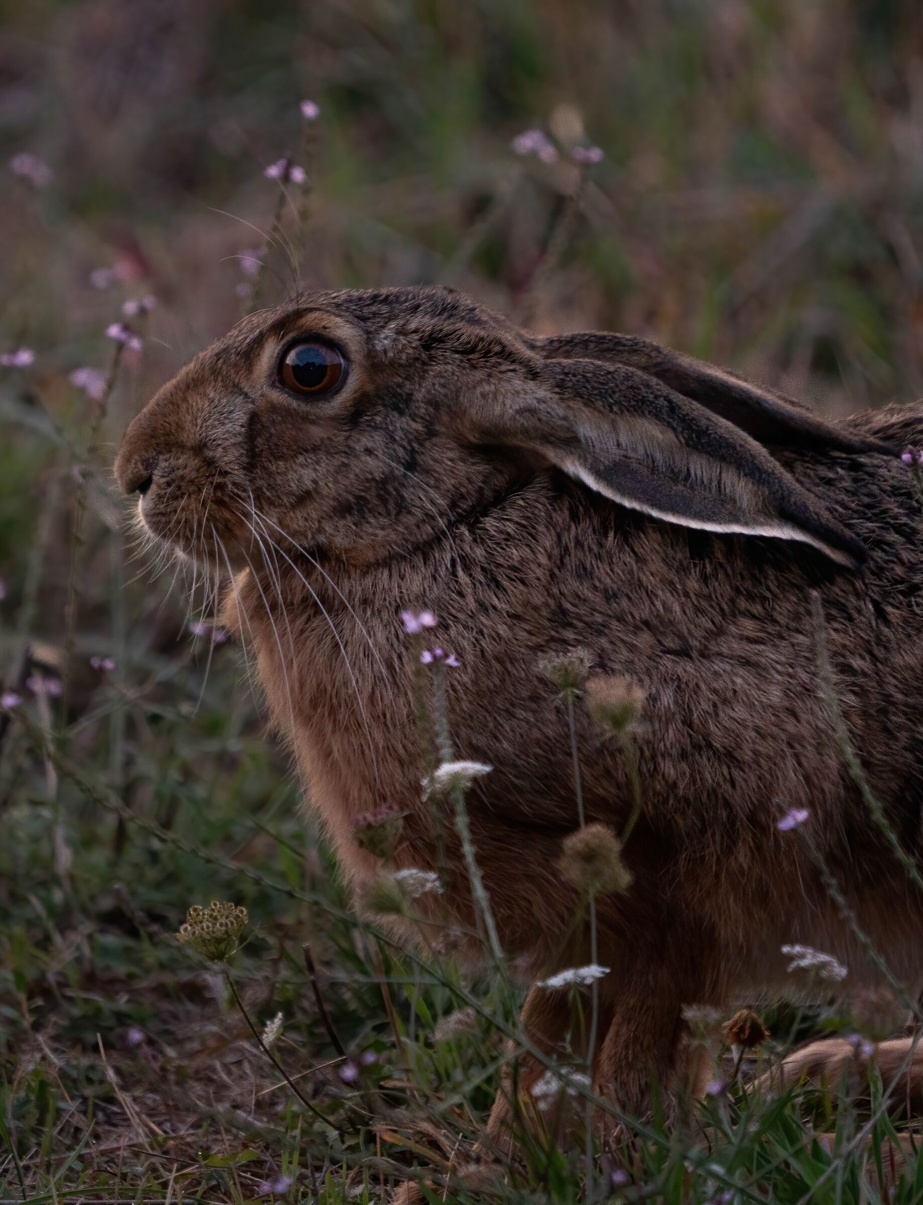 Simple hare in the last light