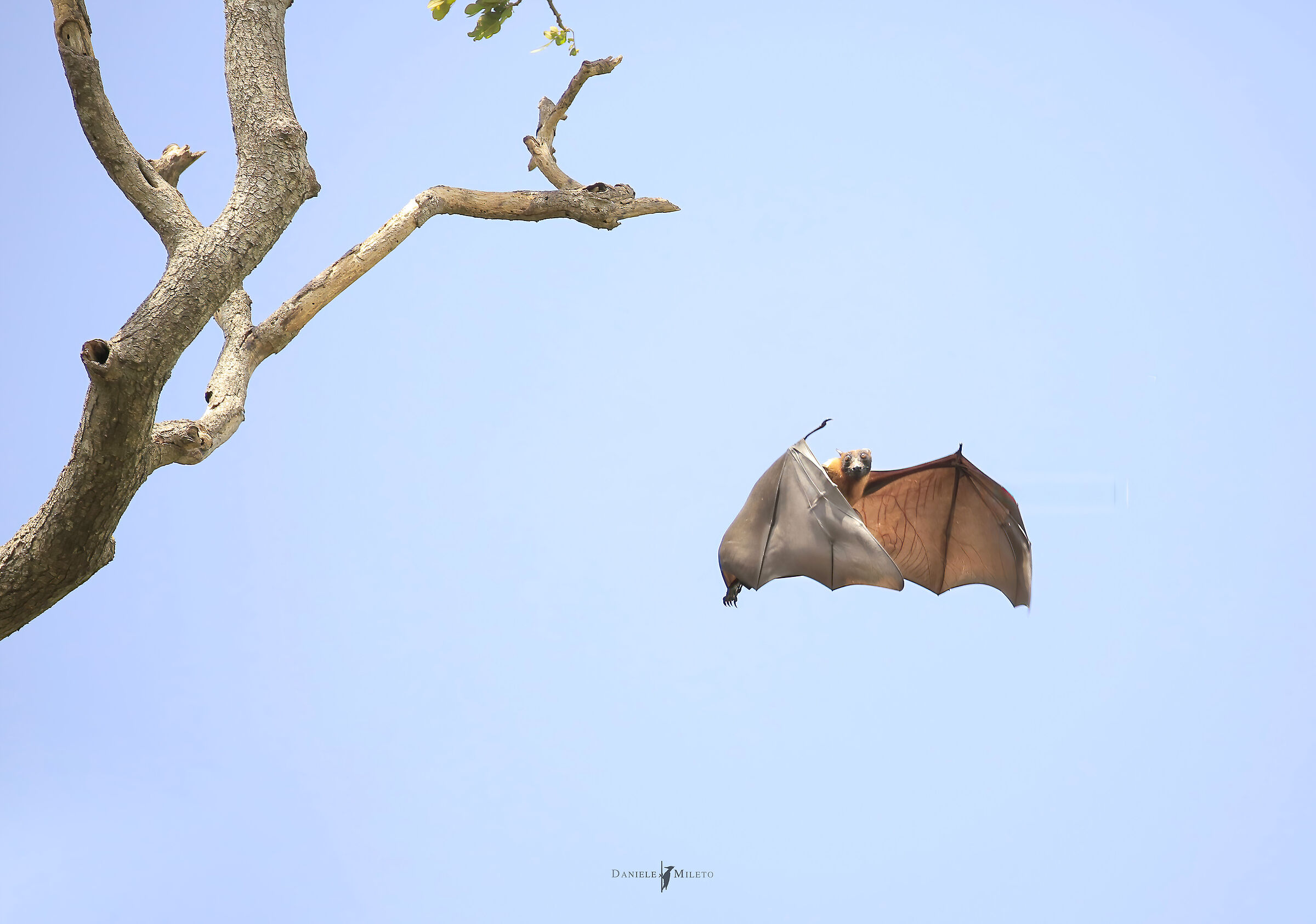 "Minimal" flying fox