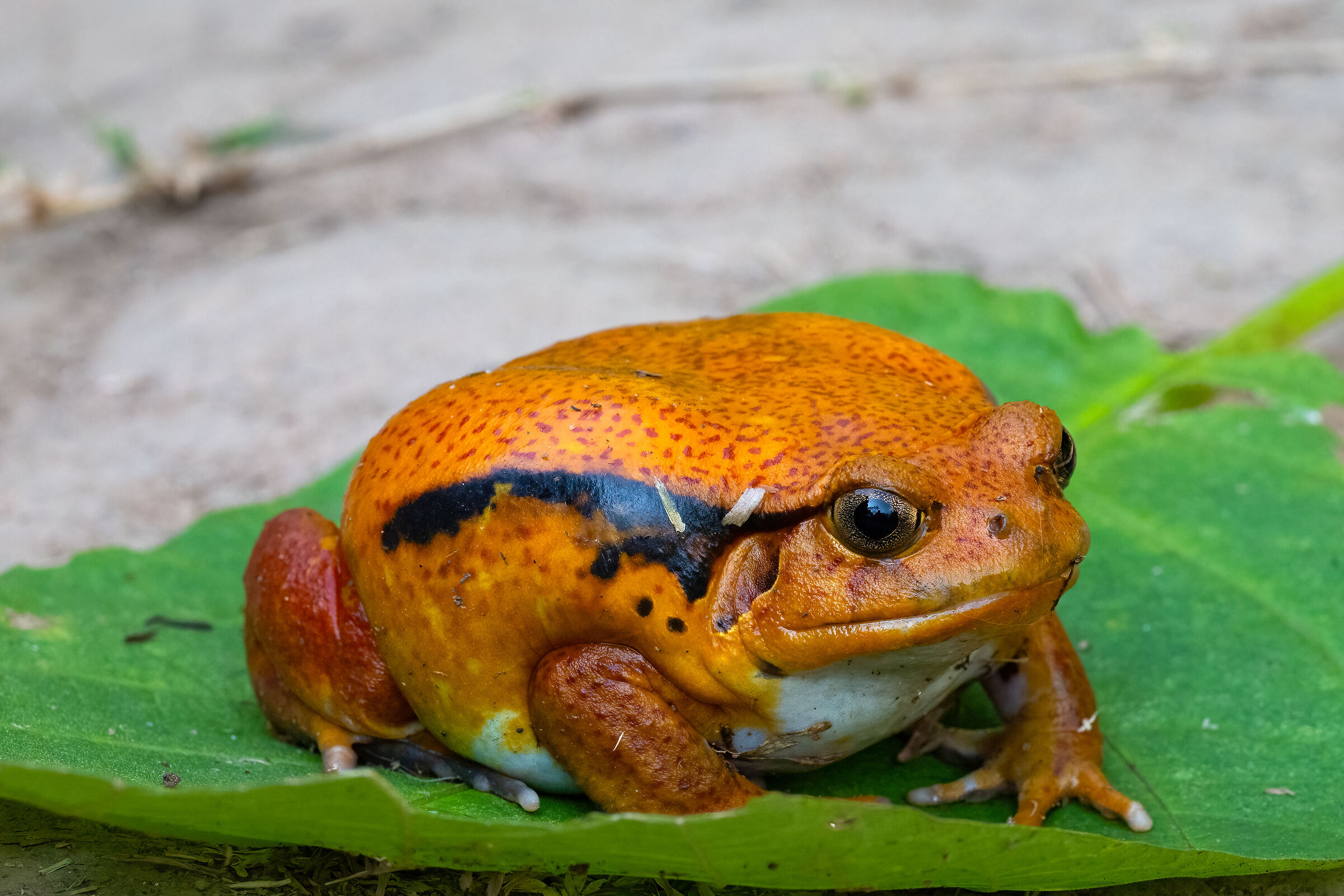 Frog - Madagascar