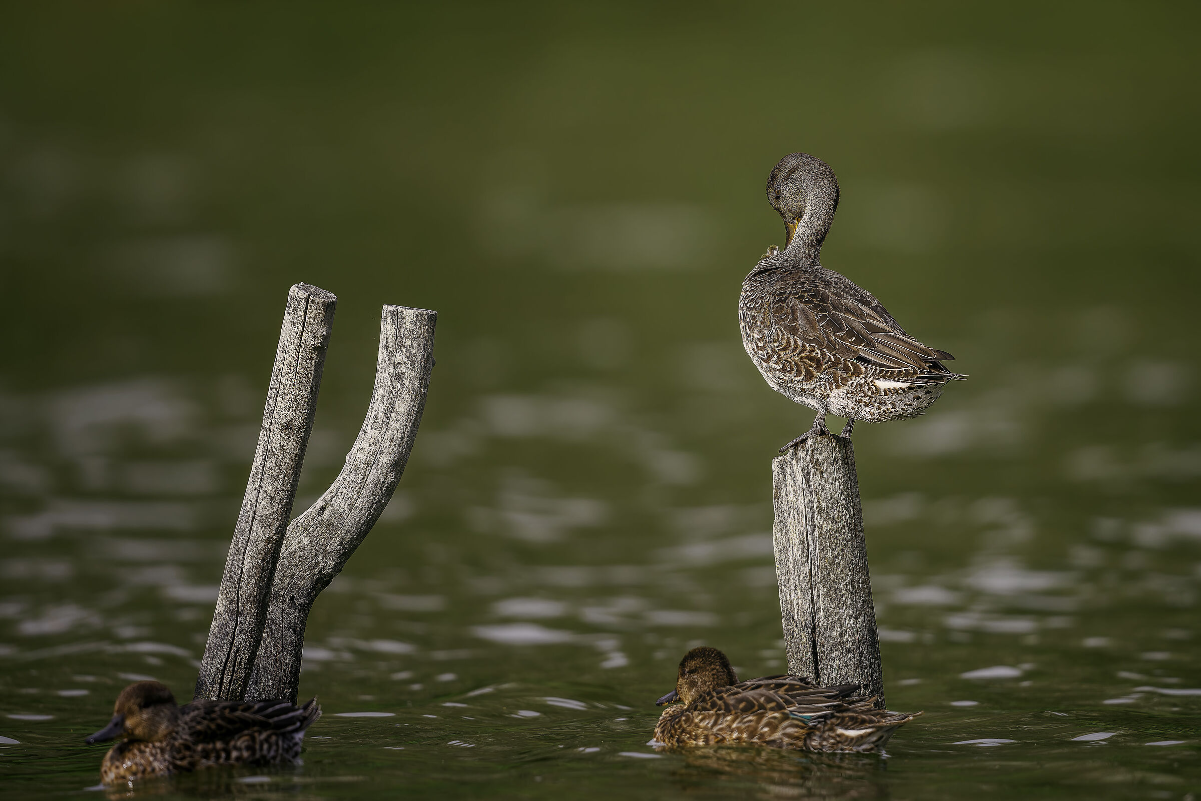 Gadwall