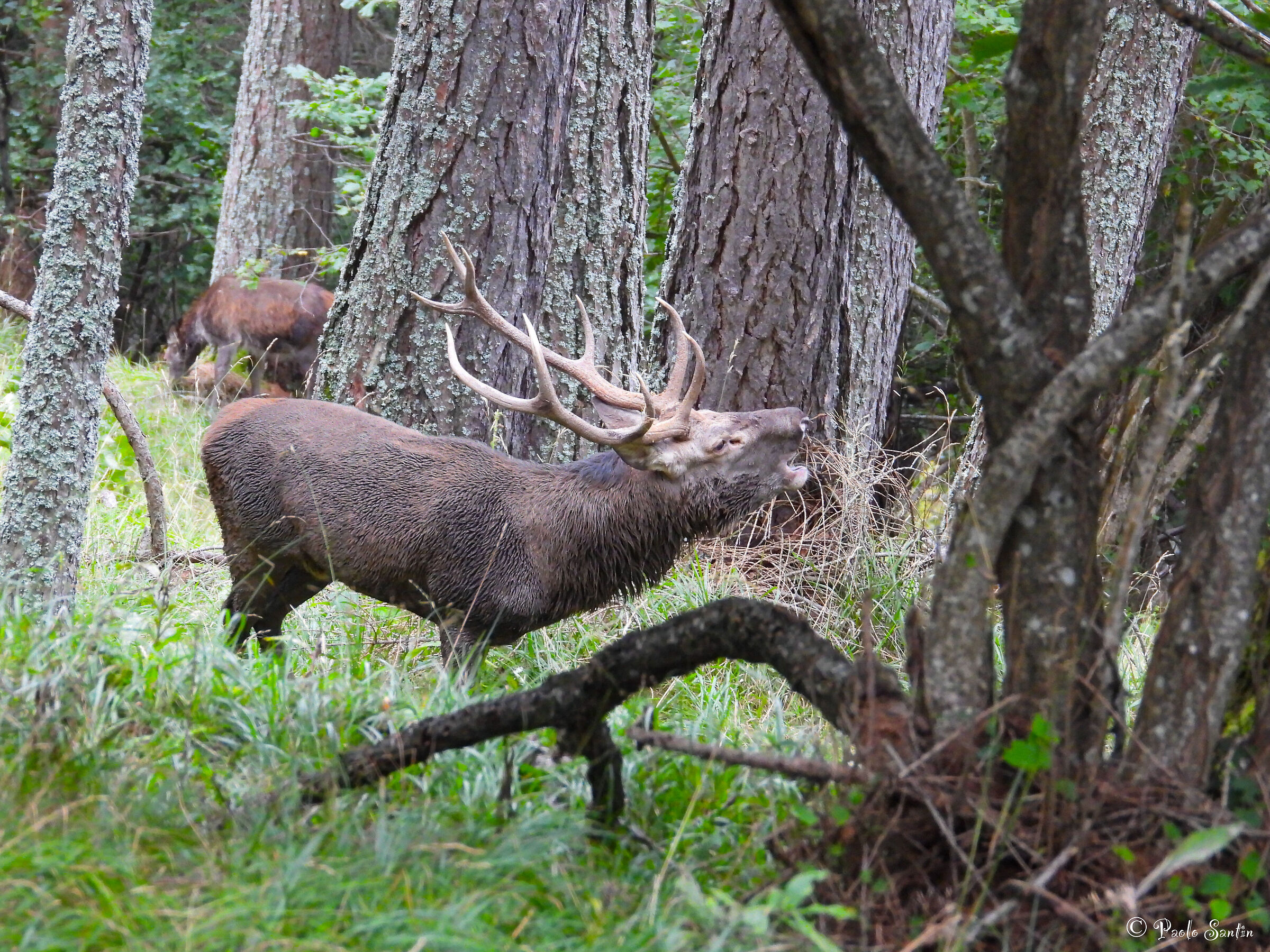 Among the larches the bellowing of the noble deer