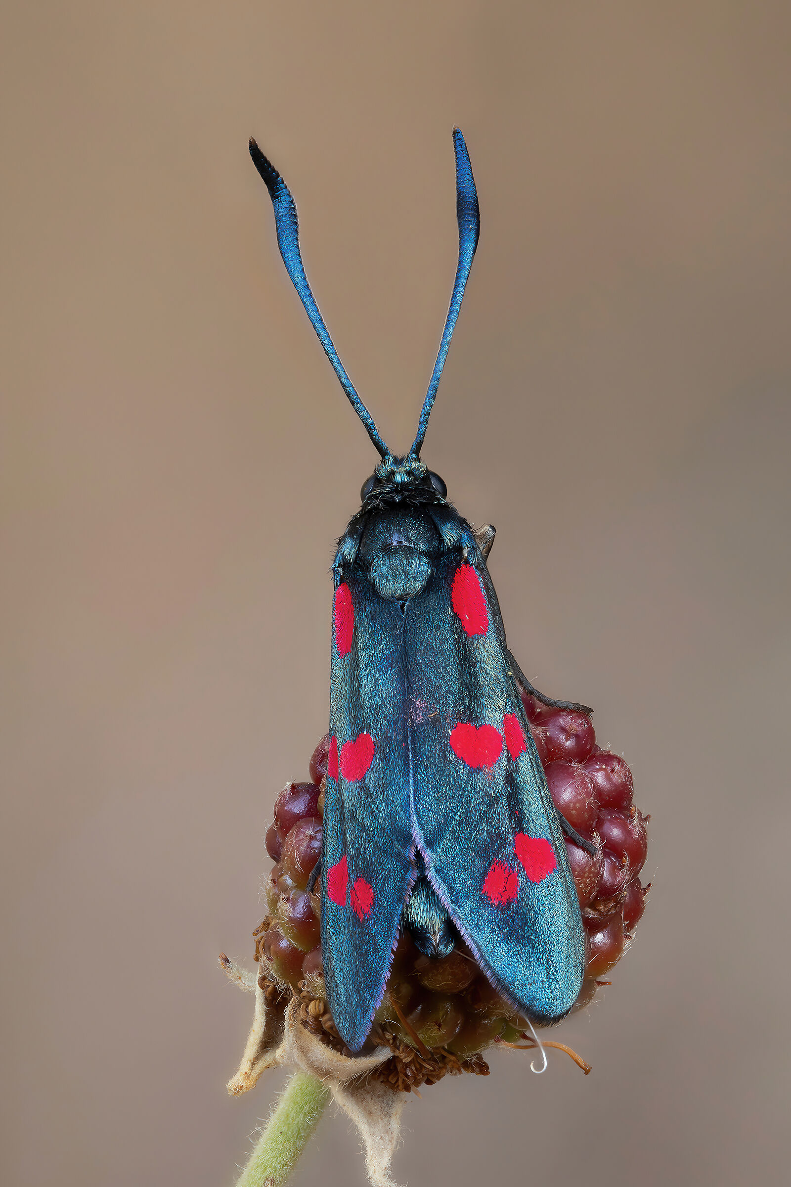 Zygaena filipendulae