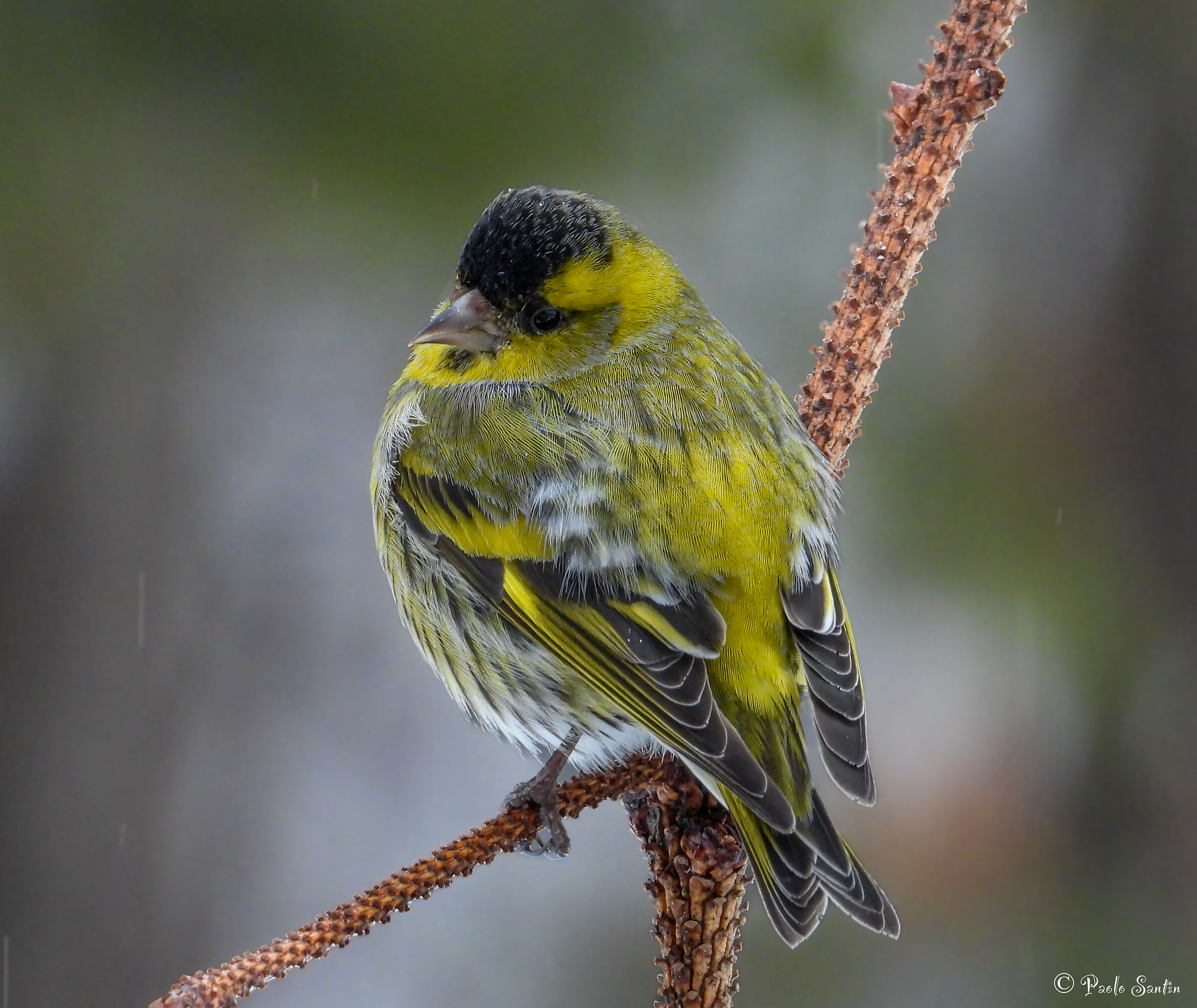 Male Siskine in the Rain