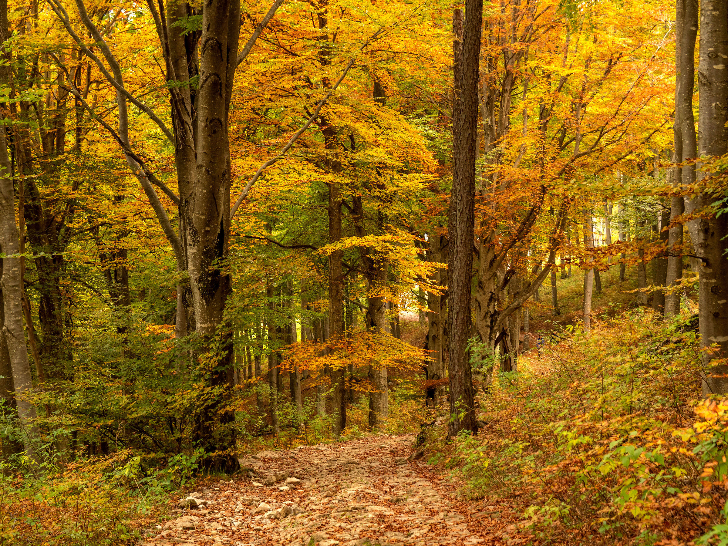 è arrivato l'autunno