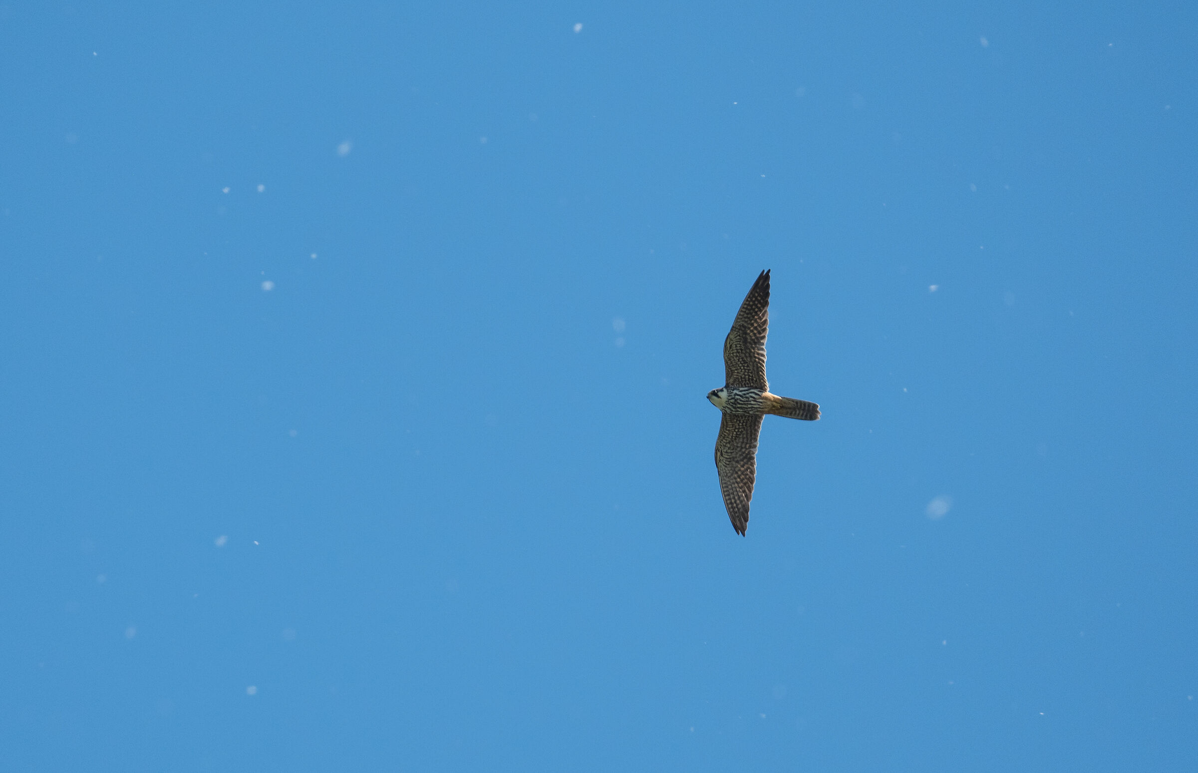 Eurasian hobby